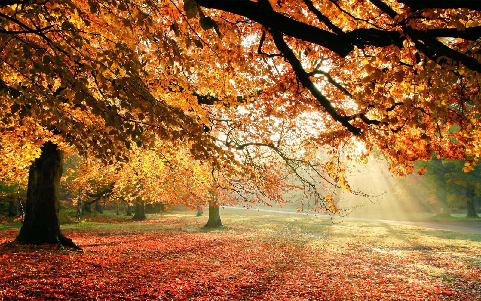 golden orange leaves, red fallen foliage, sunlight, HD Desktop Wallpaper
