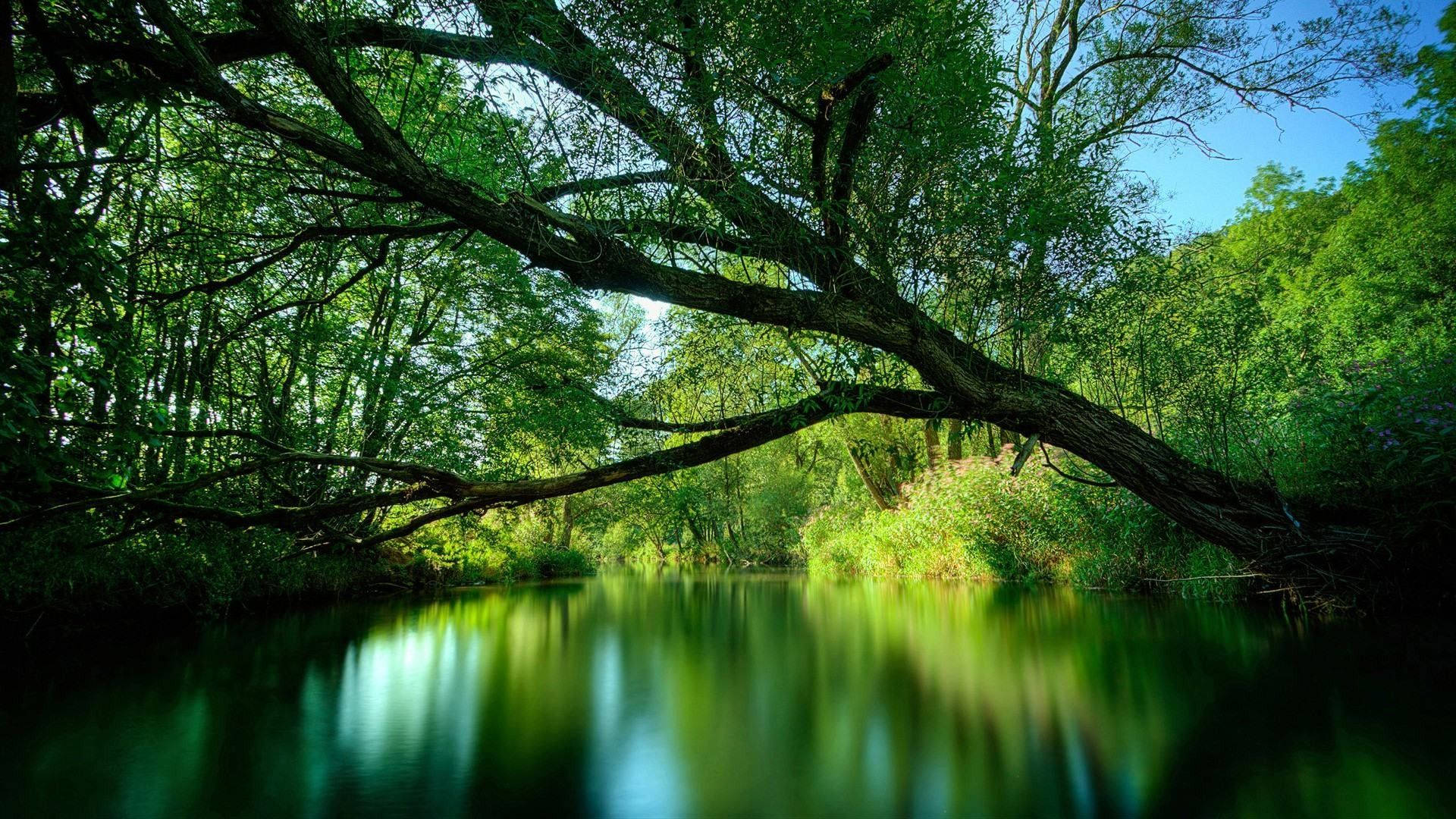 Green Lake, overhanging tree, calm river, Full HD Desktop Wallpaper