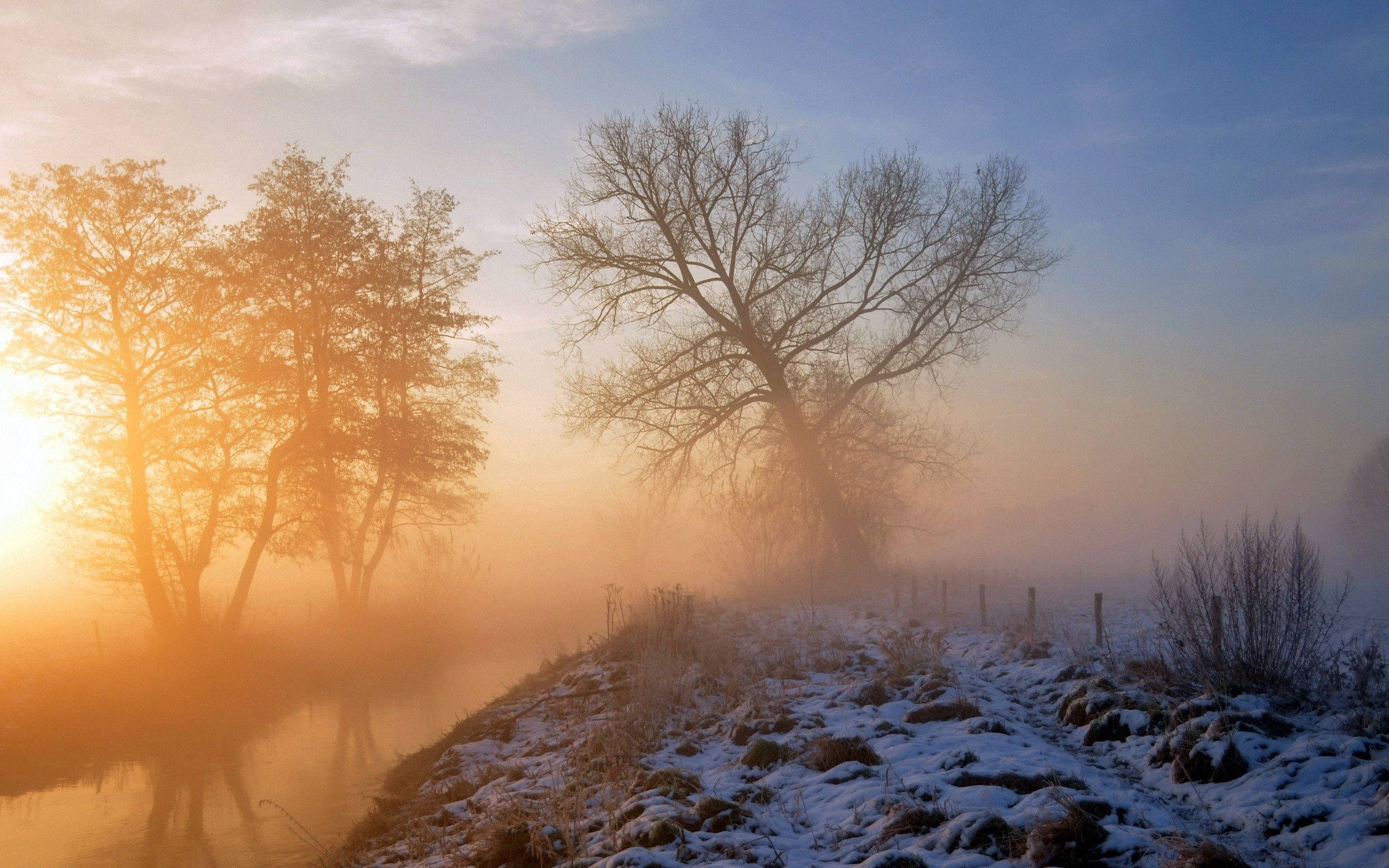 snow grass tree, frosty winter morning, sunrise, 2K Desktop Wallpaper