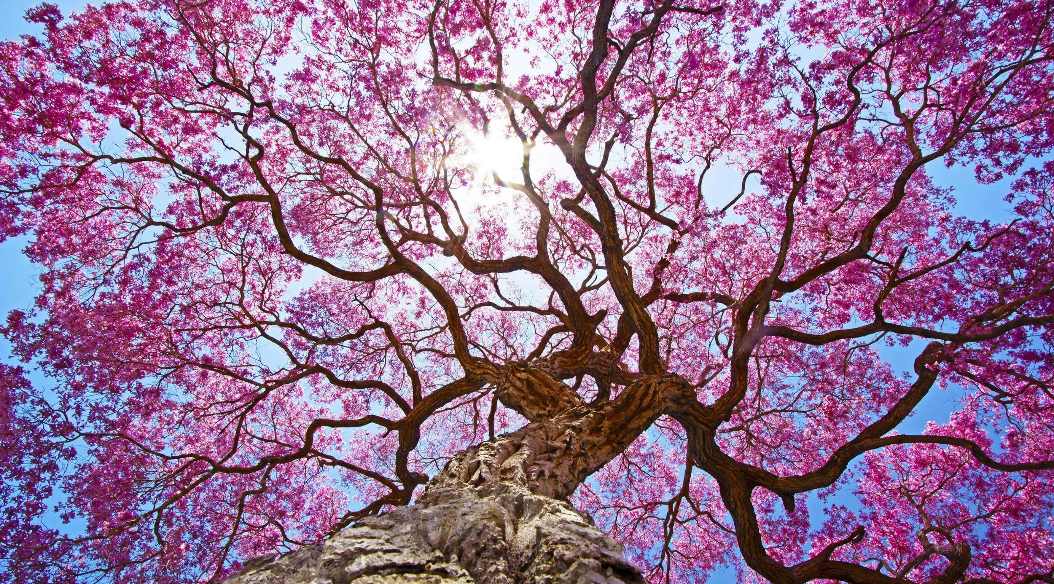 Pink Trees, vibrant pink blossoms, clear blue sky, 2K Desktop Wallpaper