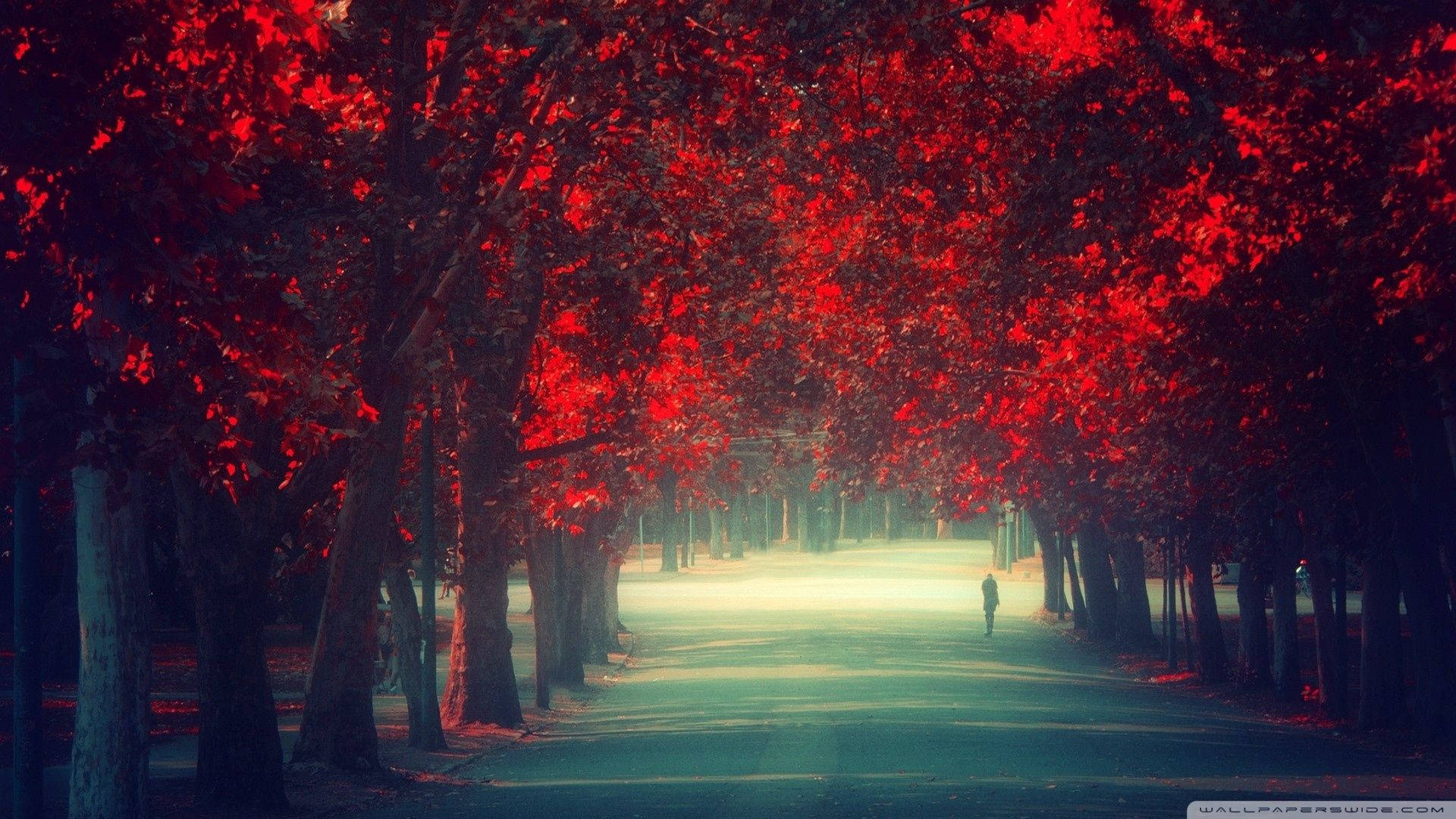 red trees, serene path, misty path, Full HD Desktop Wallpaper