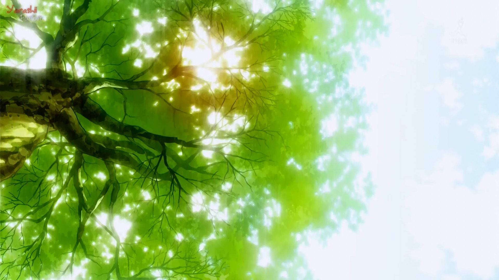 Tree, Sunlight, vibrant green tree canopy, Full HD Desktop Wallpaper