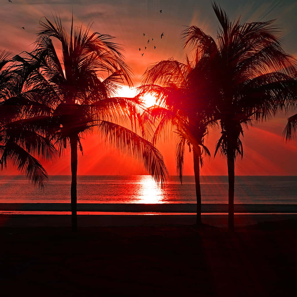 palm tree, fiery red sunset, ocean, SD Desktop Wallpaper