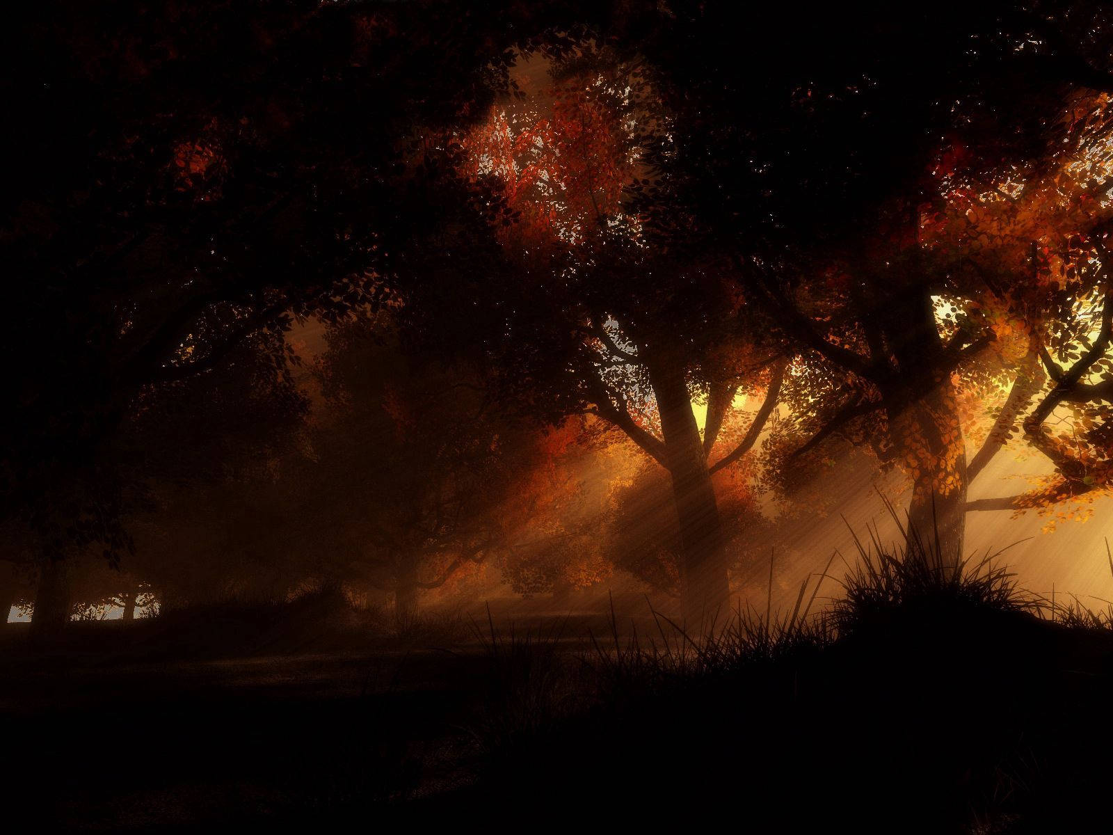 autumn trees, golden rays, misty forest floor, HD Desktop Wallpaper