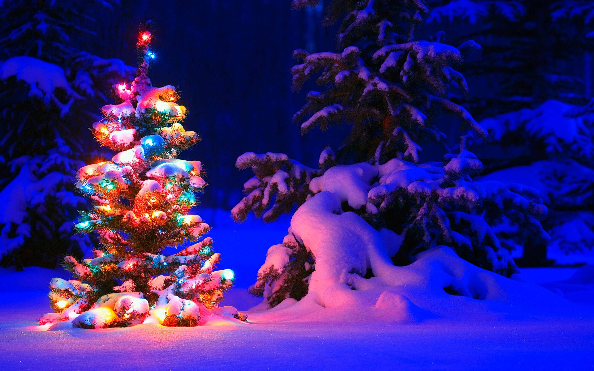 cute Christmas tree, brightly lit Christmas tree, colorful lights, Full HD Desktop Wallpaper