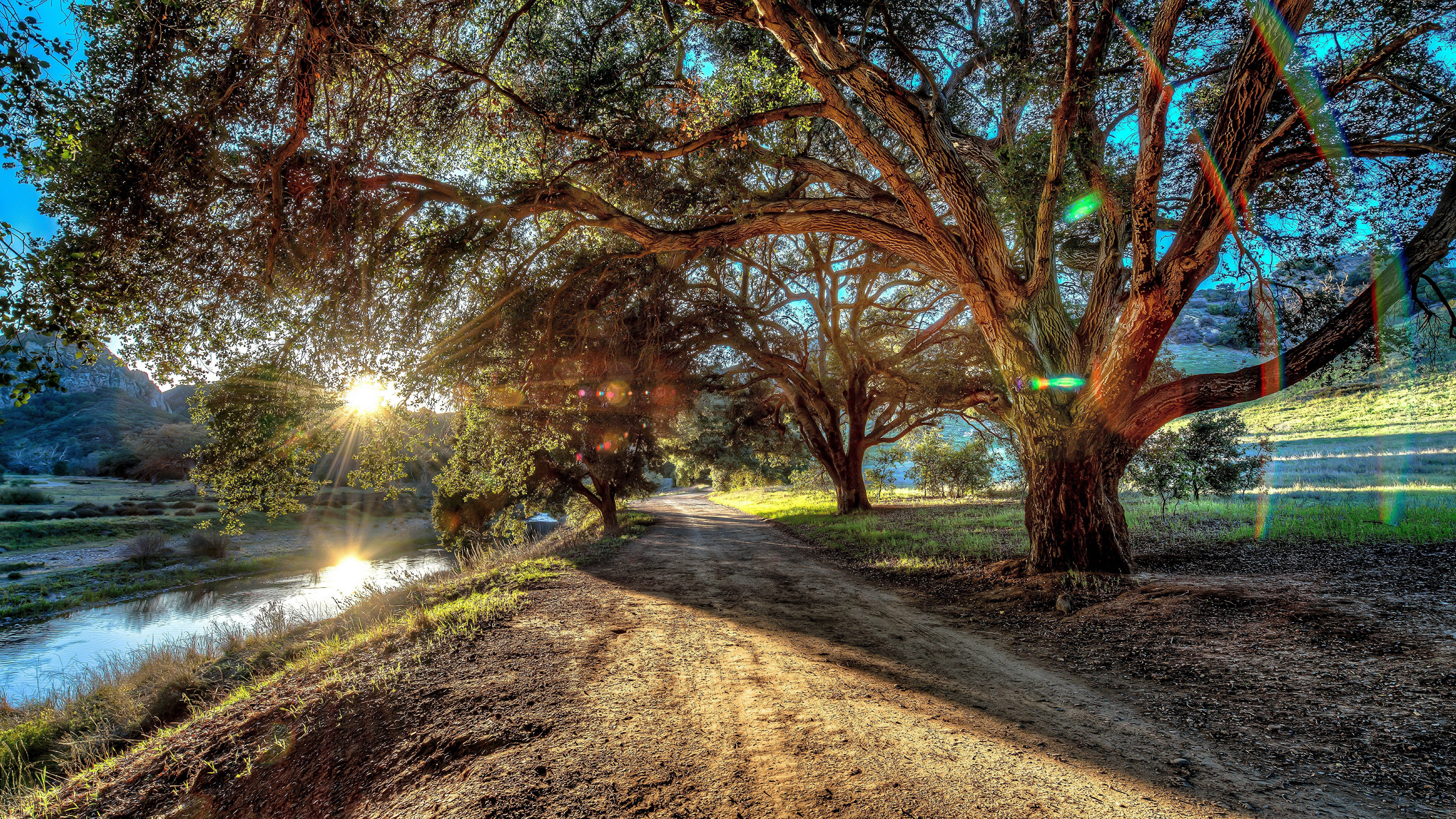 serene summer tree, giant oak trees, sunlit dirt path, 8K Desktop Wallpaper