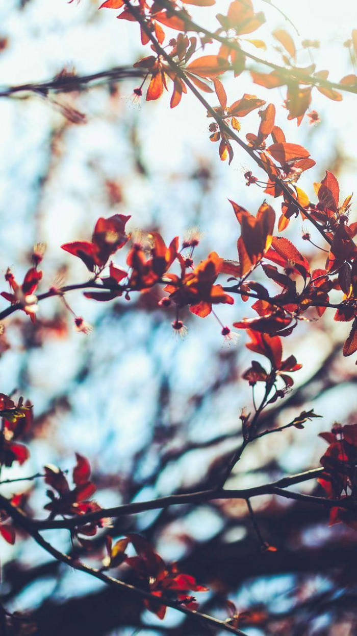 red leaves, slender branches, soft blue sky, SD Phone Wallpaper