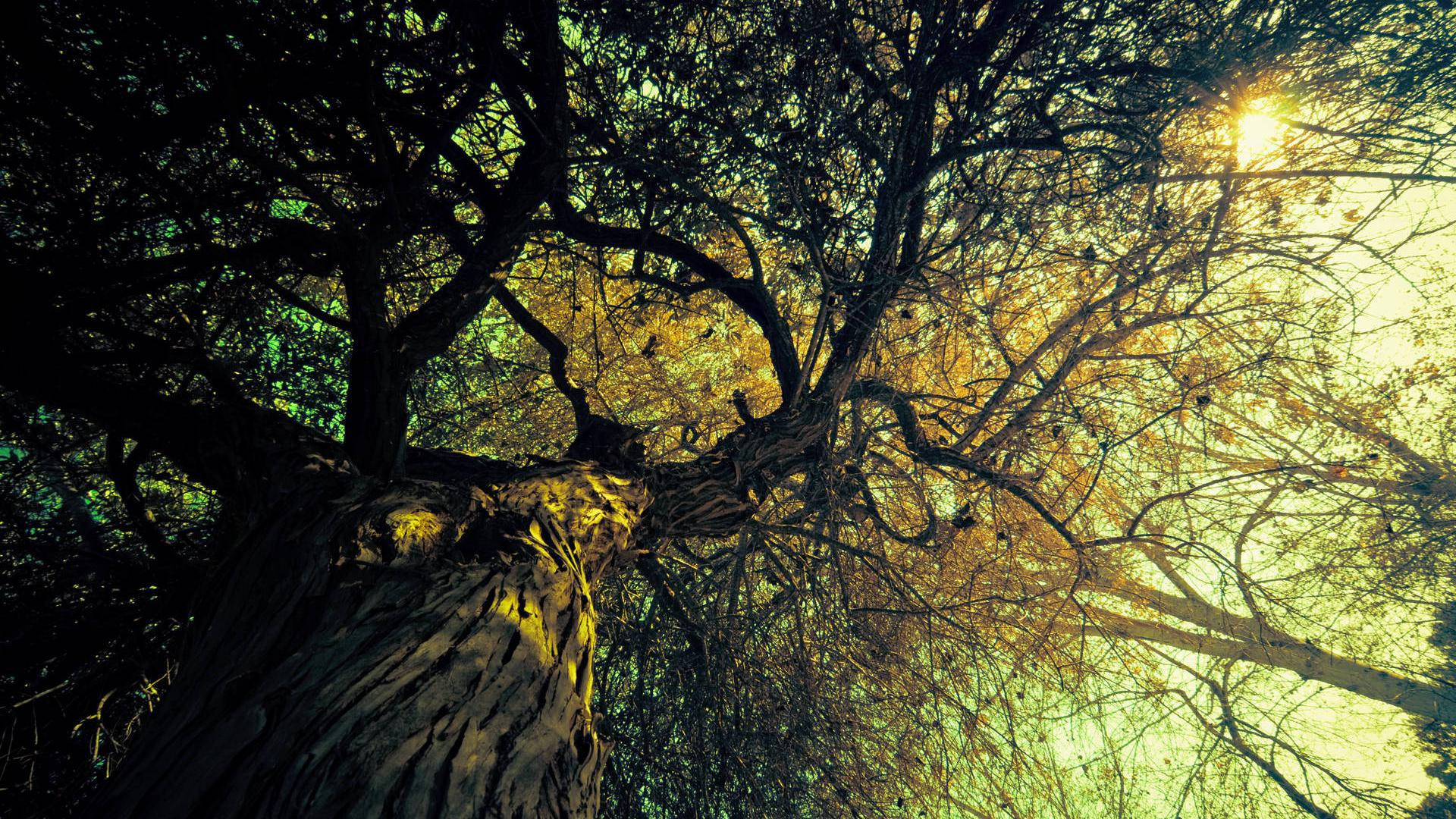 sunlight, old oak tree, golden leaves, Full HD Desktop Wallpaper