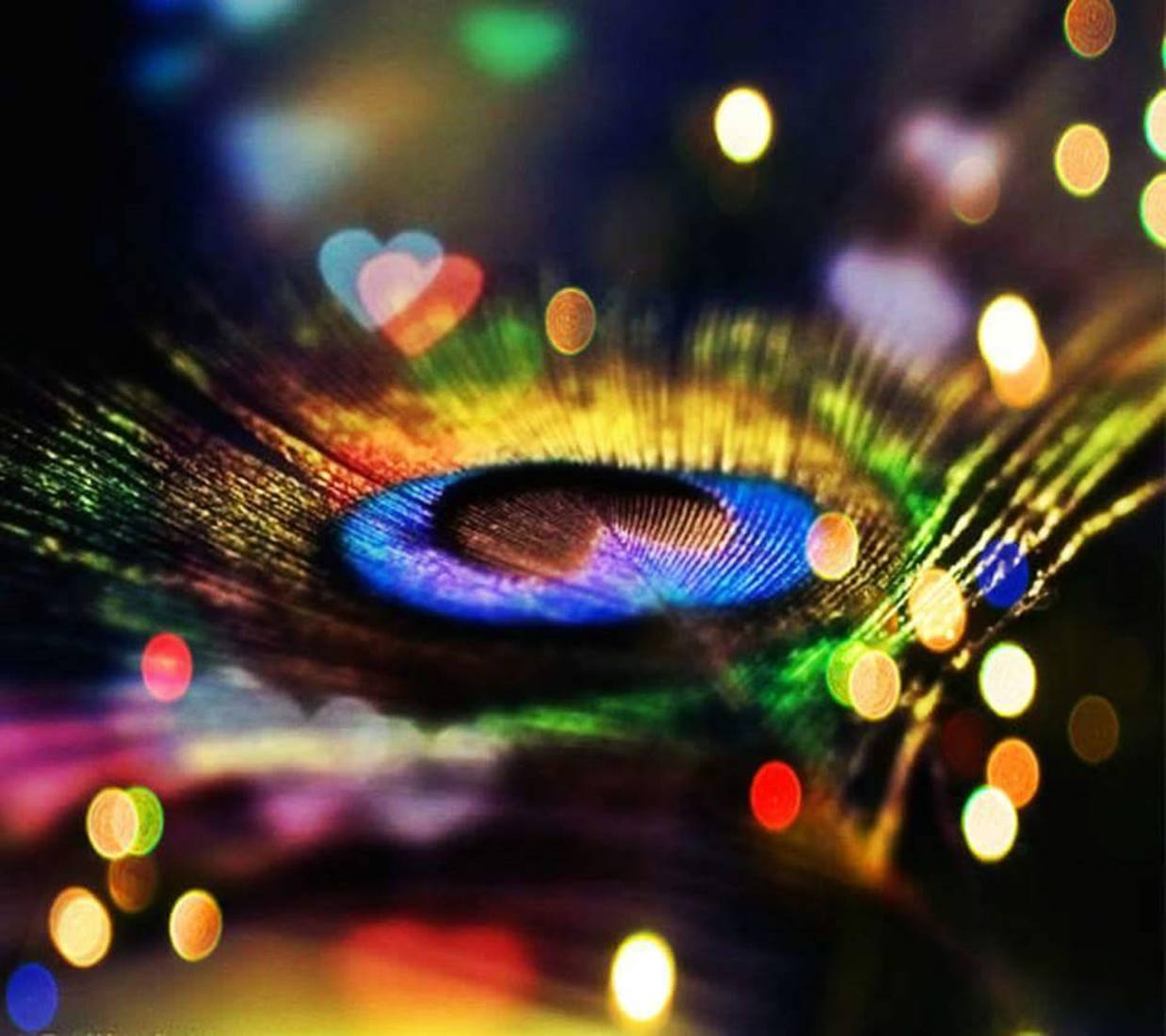 peacock feather, iridescent blue green, gold hues, SD Desktop Wallpaper
