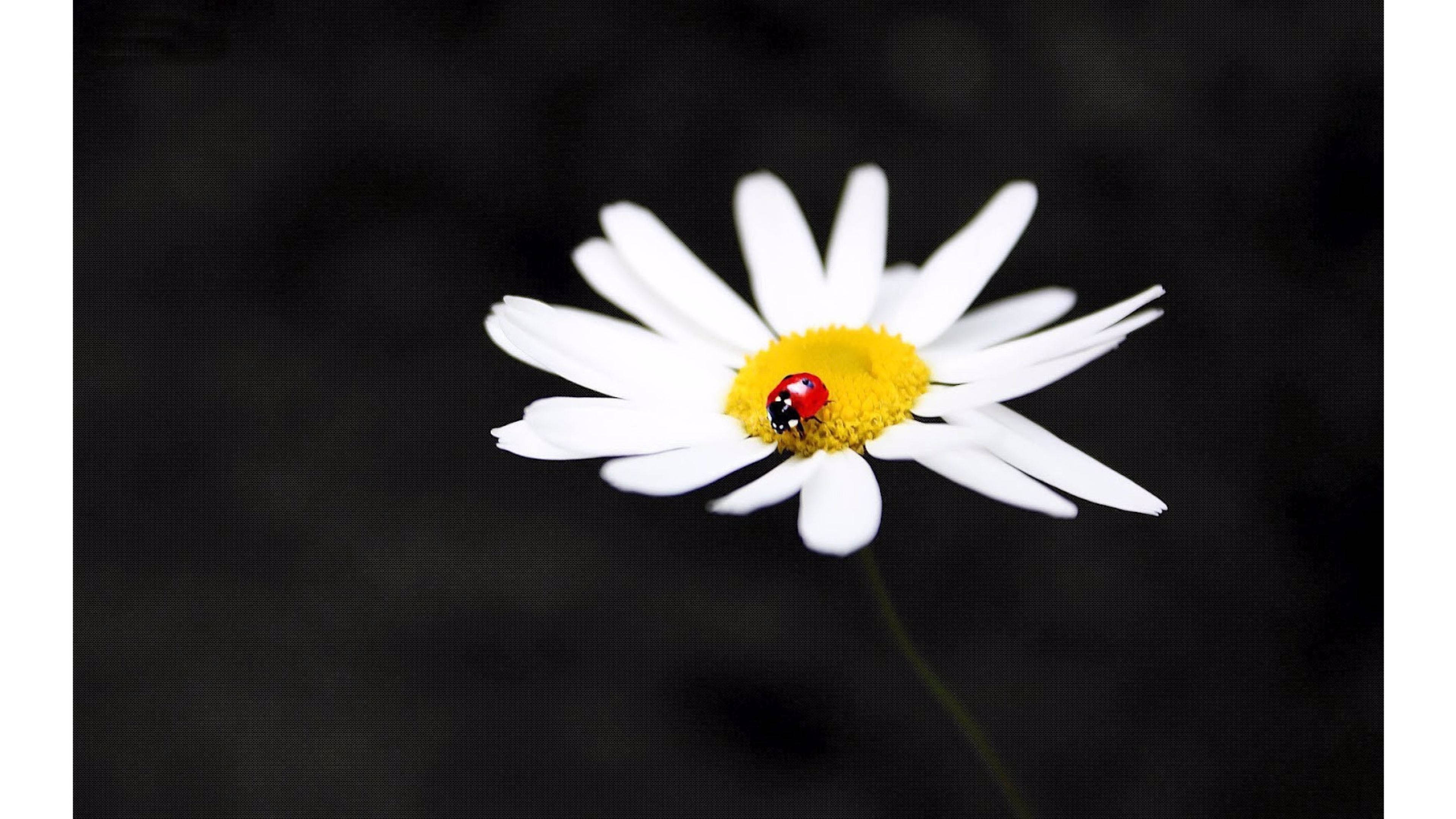 white petaled daisy flower, vibrant red ladybug, bright yellow center, 4K Desktop Wallpaper