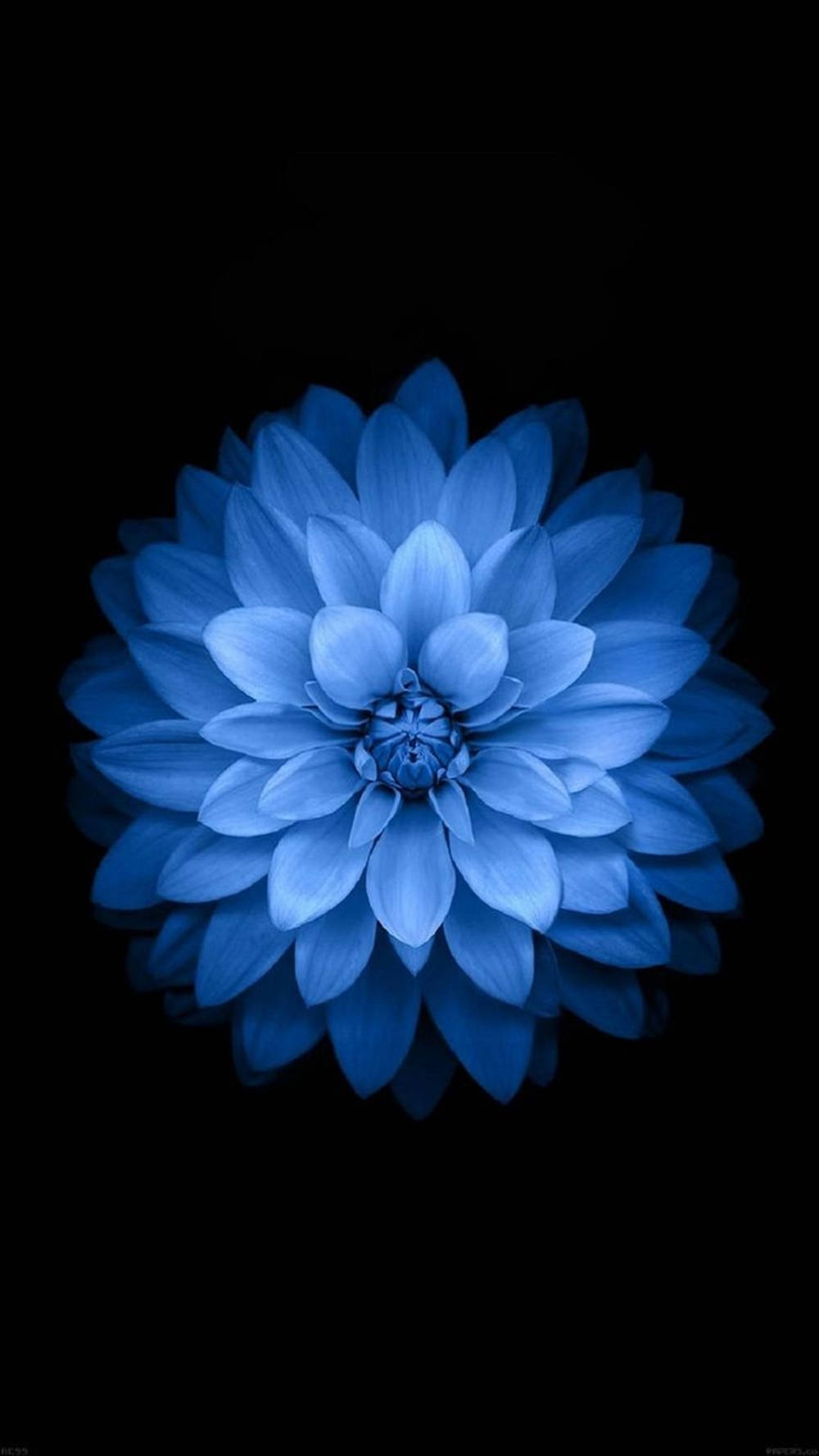 light blue dahlia, bloom, layered petals, HD Phone Wallpaper