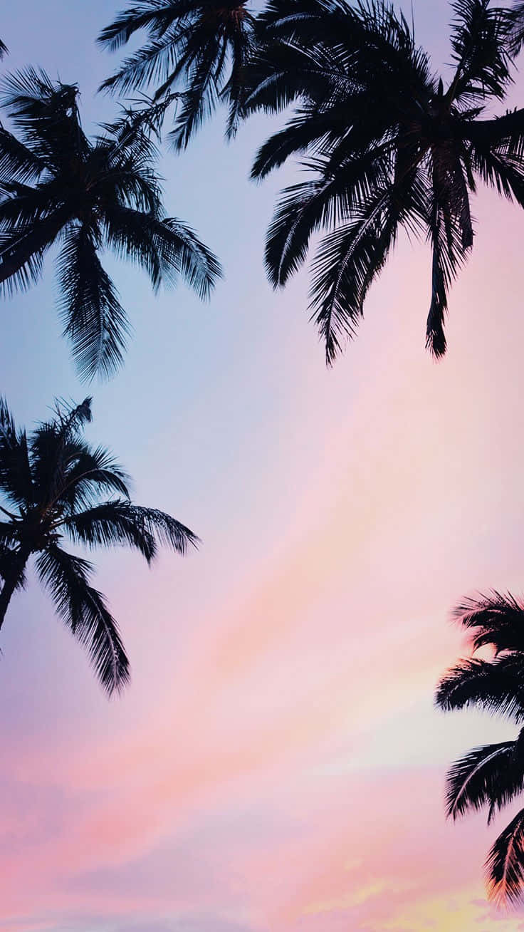 trendy summer iphone, palm fronds, soft pink, HD Phone Wallpaper