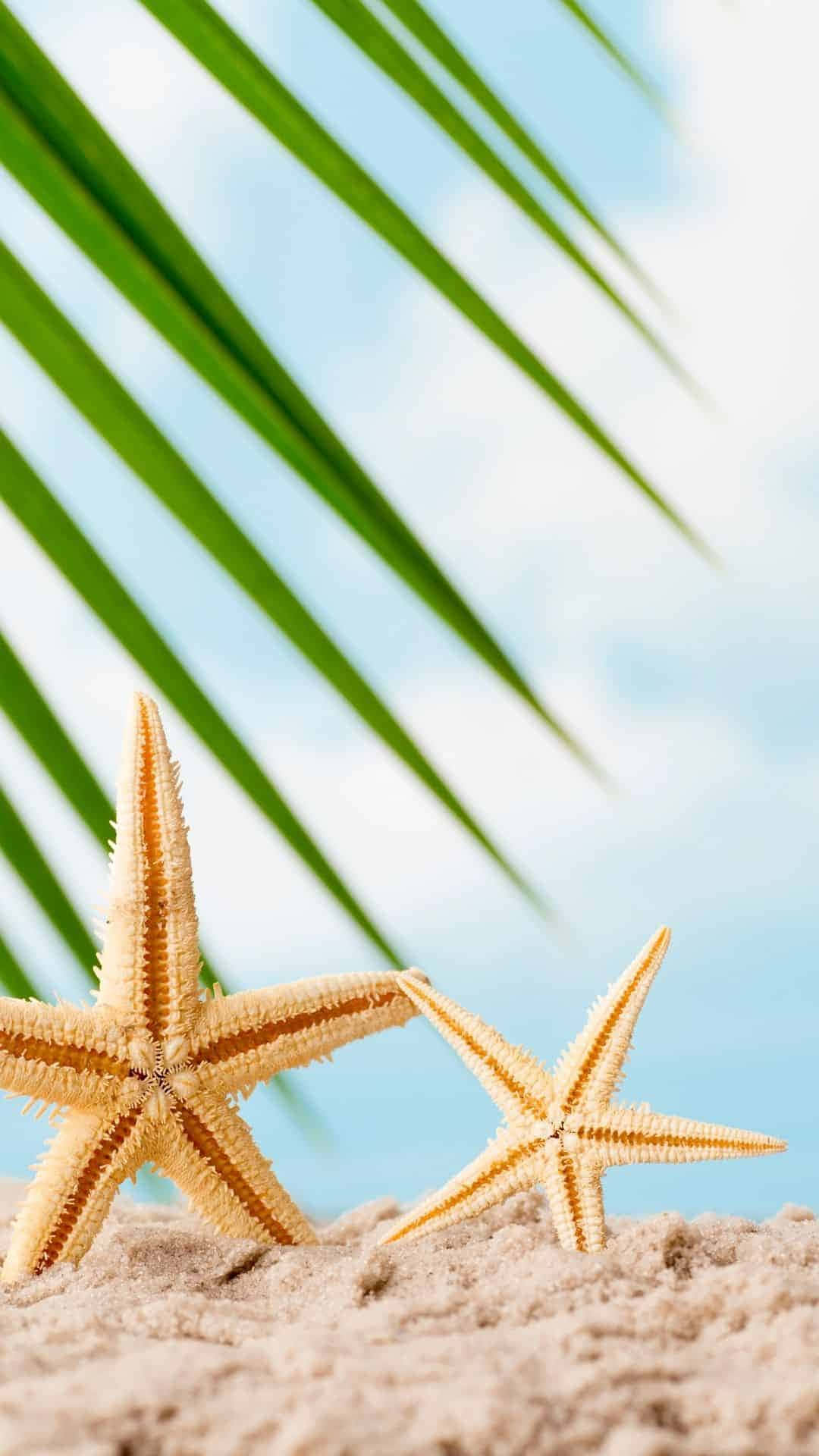 orange starfish, textured sand, diagonal green palm frond, Full HD Phone Wallpaper