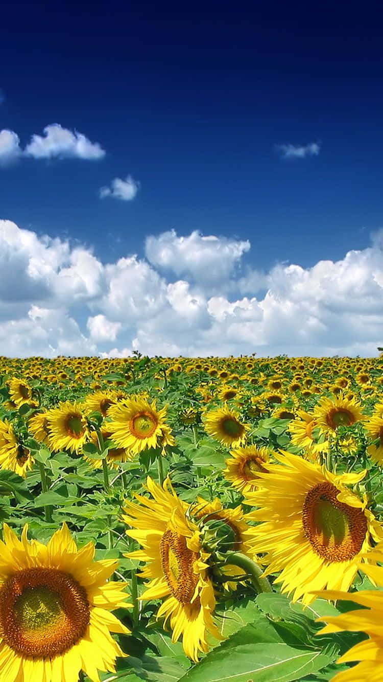 sunflower field, brilliant blue sky, fluffy white clouds, HD Phone Wallpaper