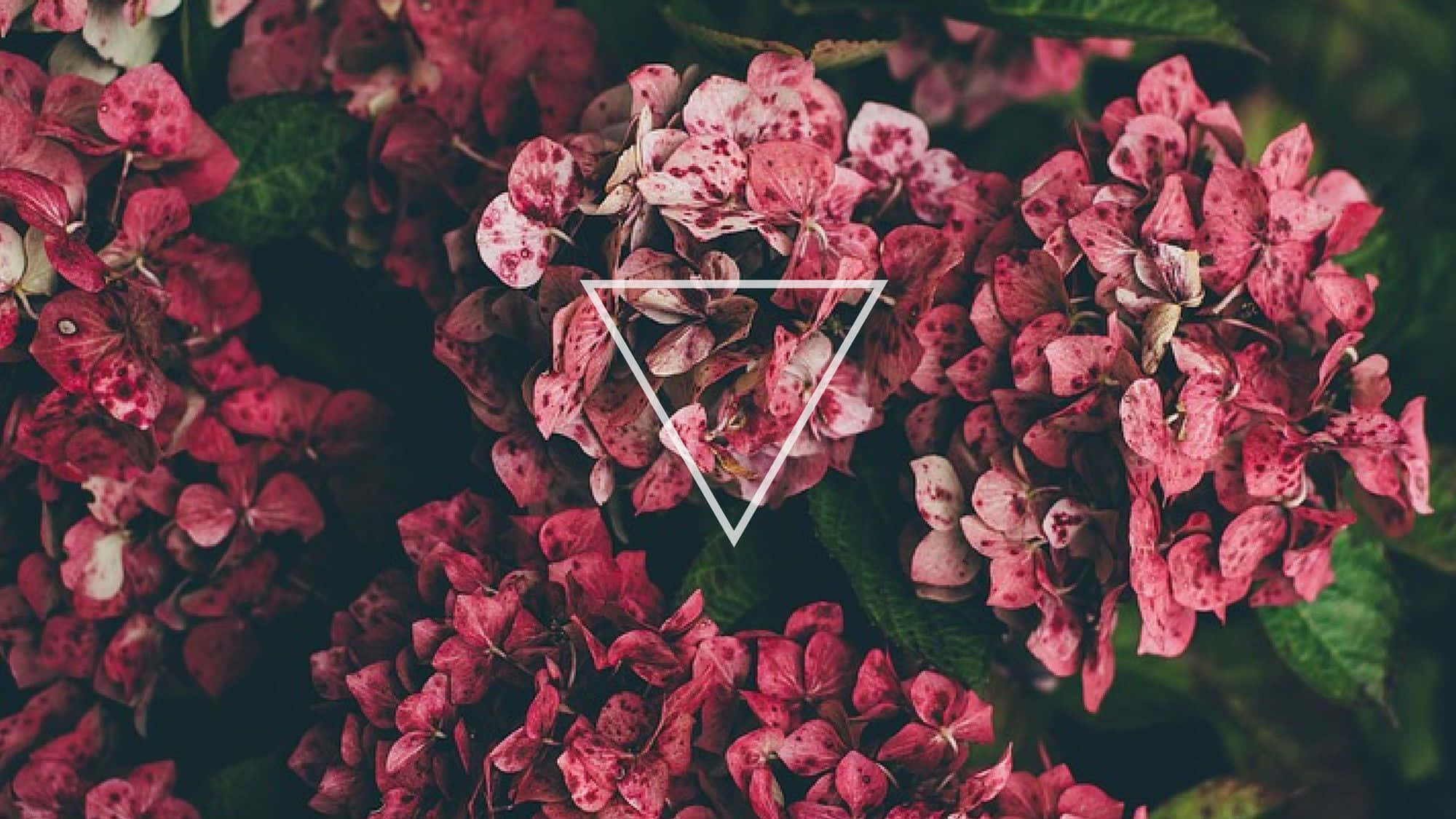 Triangle, tumblr flowers desktop, vibrant pink hydrangea, Full HD Desktop Wallpaper