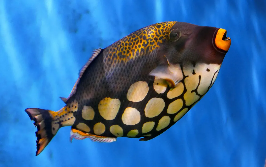 Triggerfish