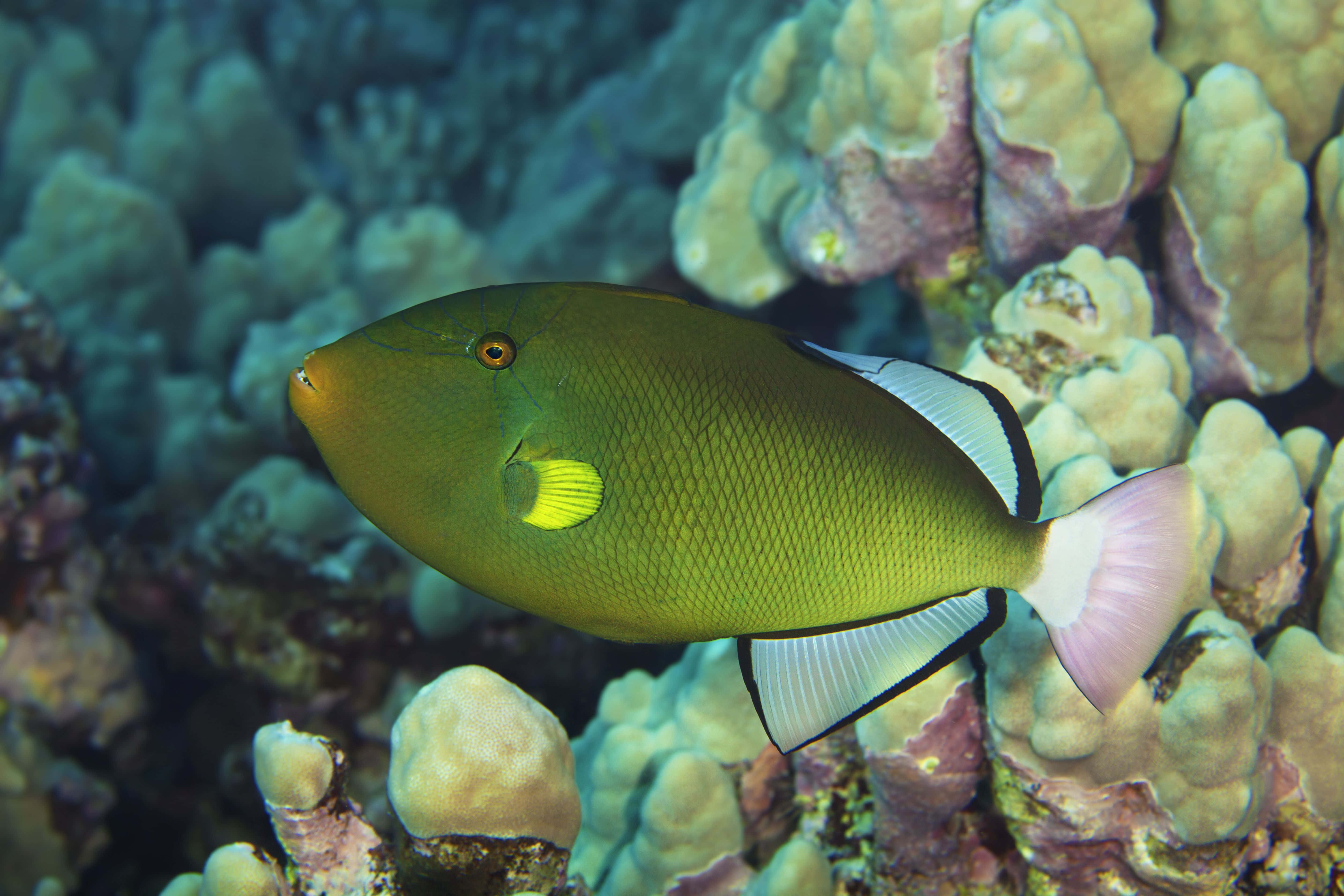 vibrant green triggerfish, yellow spot, pink tail, 5K Desktop Wallpaper
