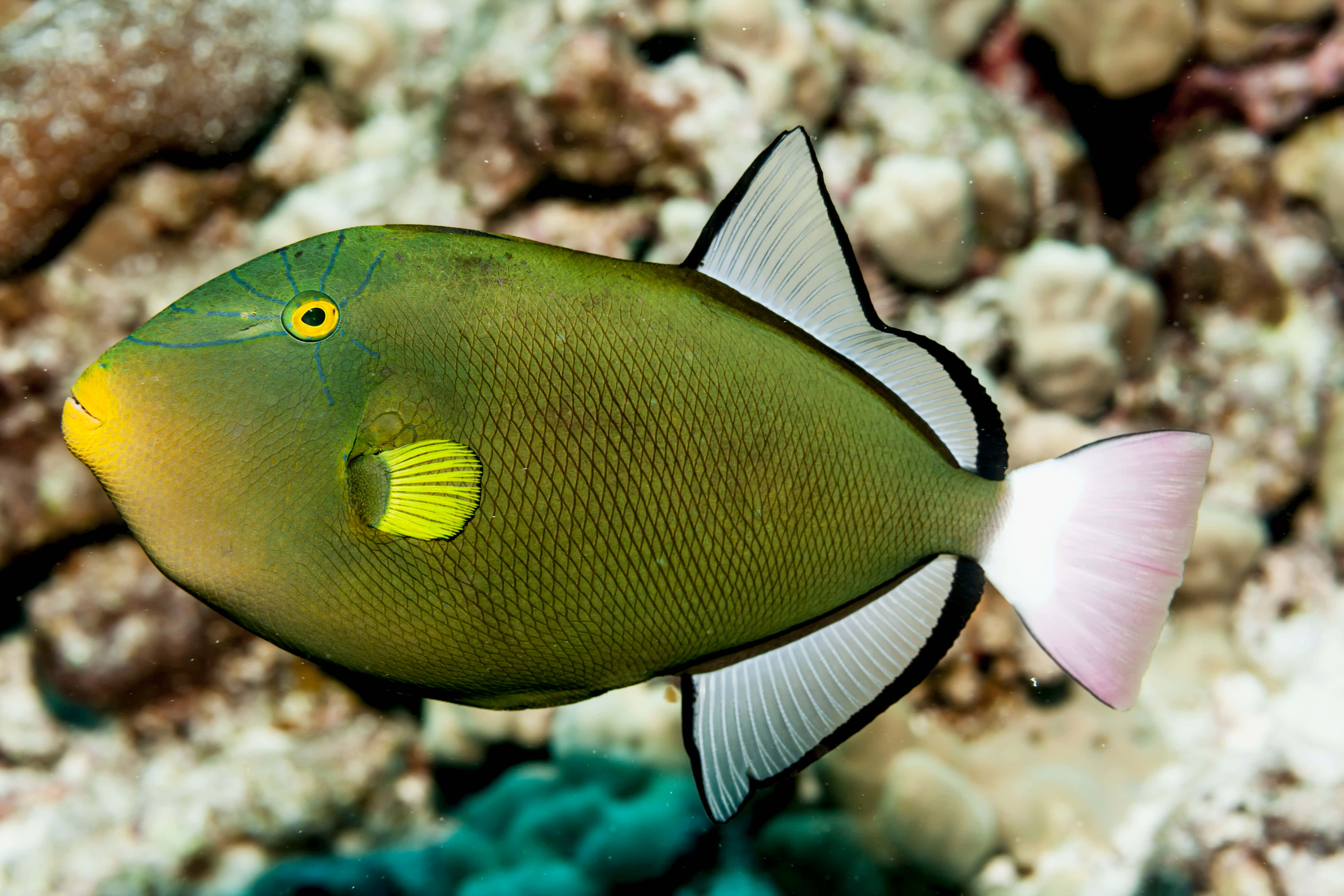 colorful triggerfish, vibrant green triggerfish, yellow accents, 5K Desktop Wallpaper