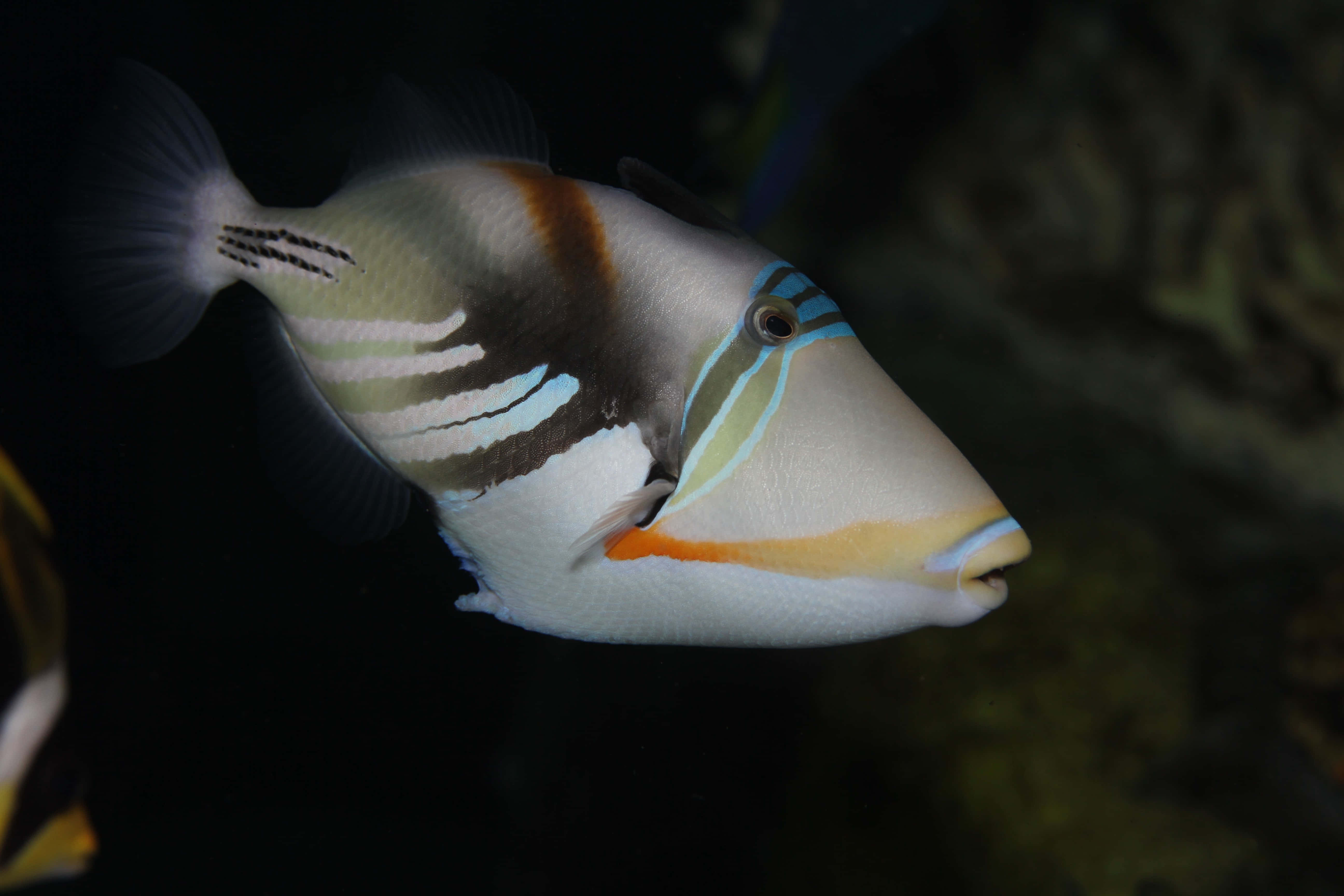 triggerfish, vibrantly striped, tropical waters, 5K Desktop Wallpaper
