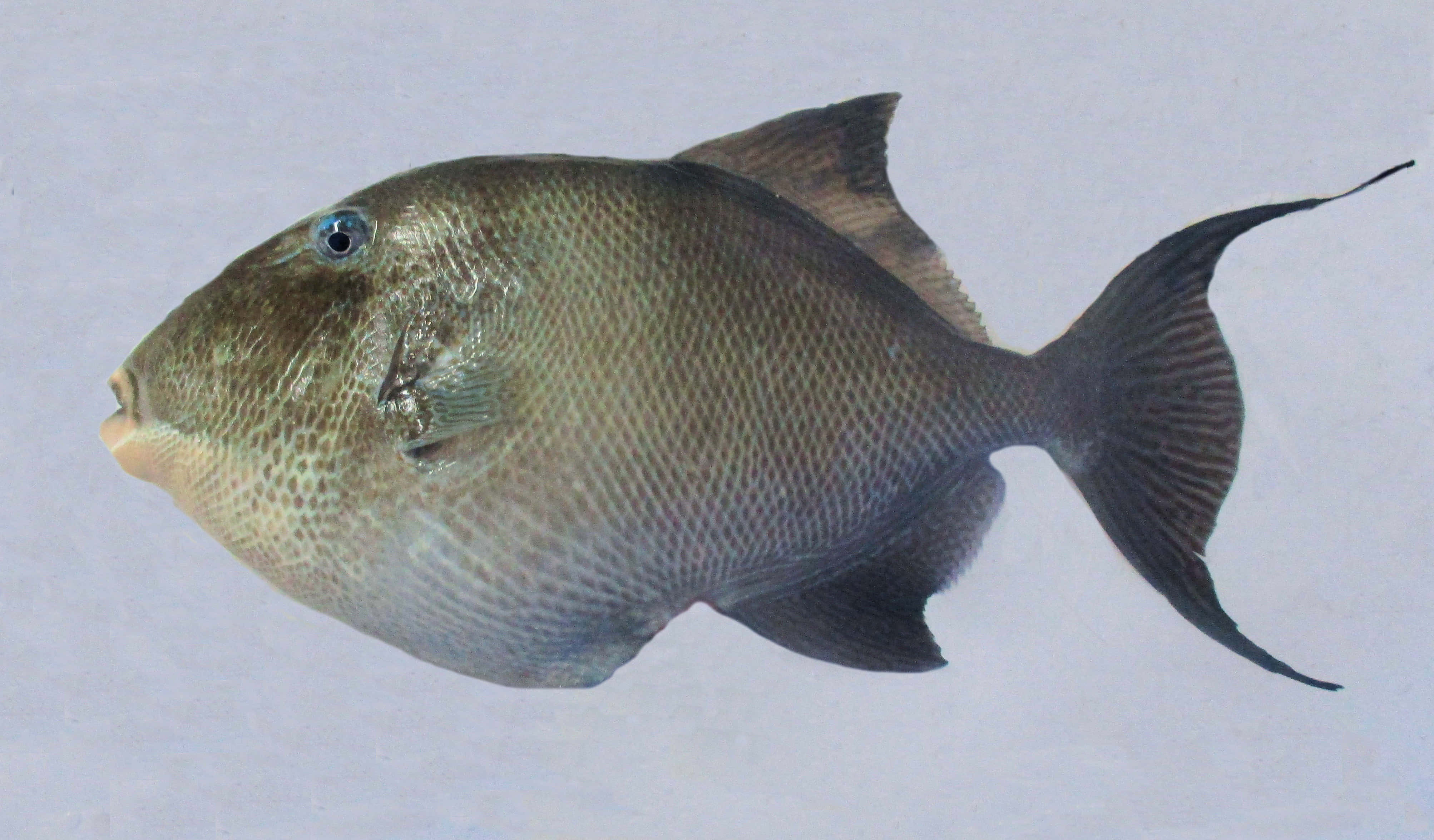 Triggerfish, gray triggerfish, blue eye, 4K Desktop Wallpaper