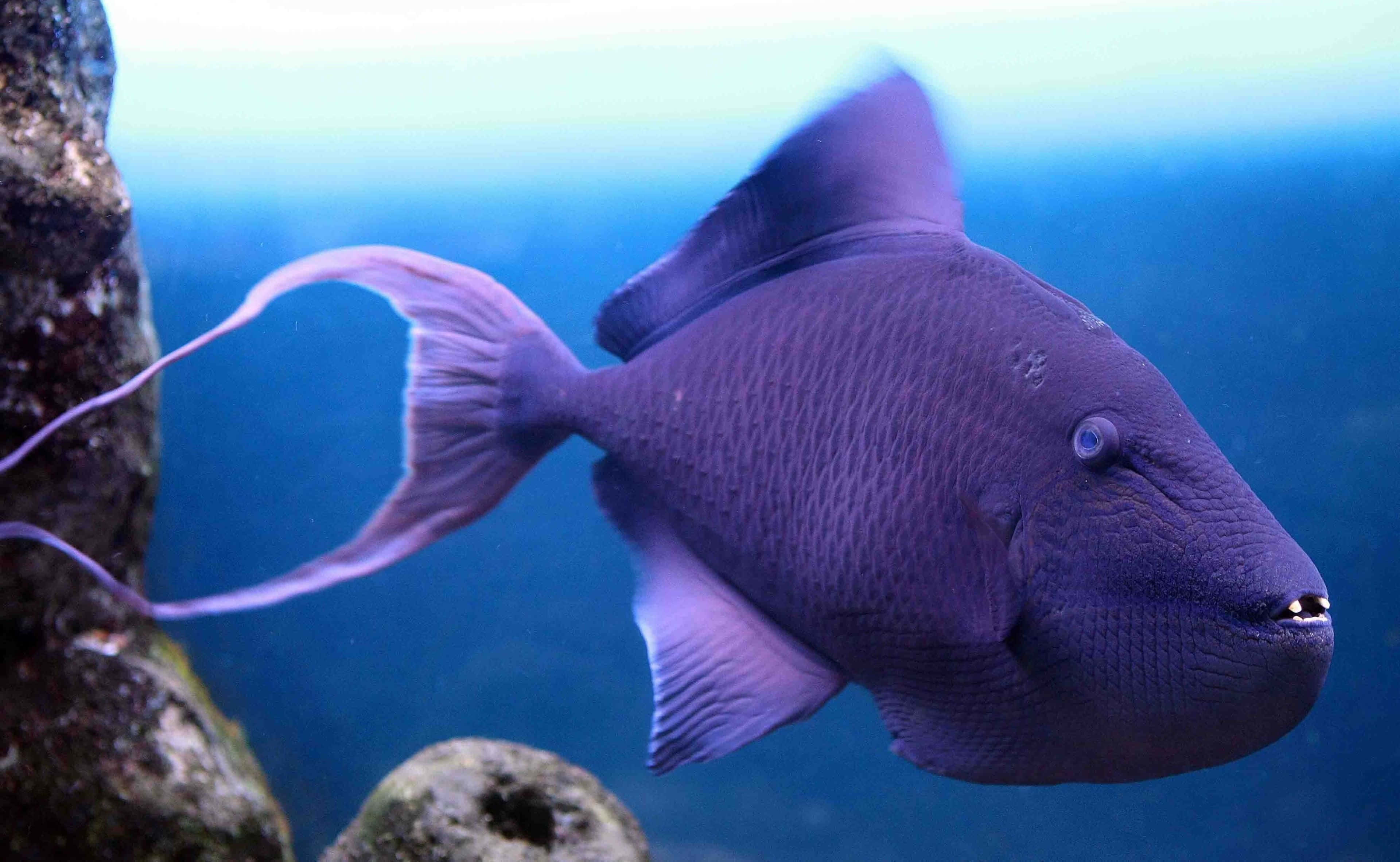 purple triggerfish, rocky coral, clear blue water, 4K Desktop Wallpaper