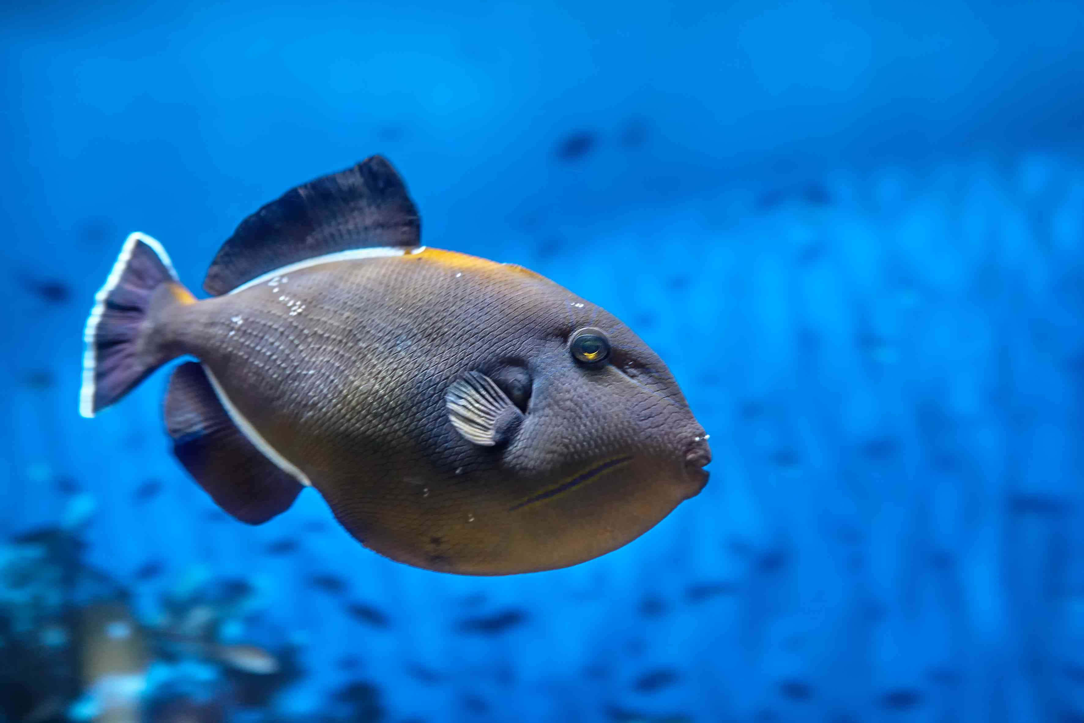 Triggerfish, brown and orange fish, white-edged fins, 2K Desktop Wallpaper