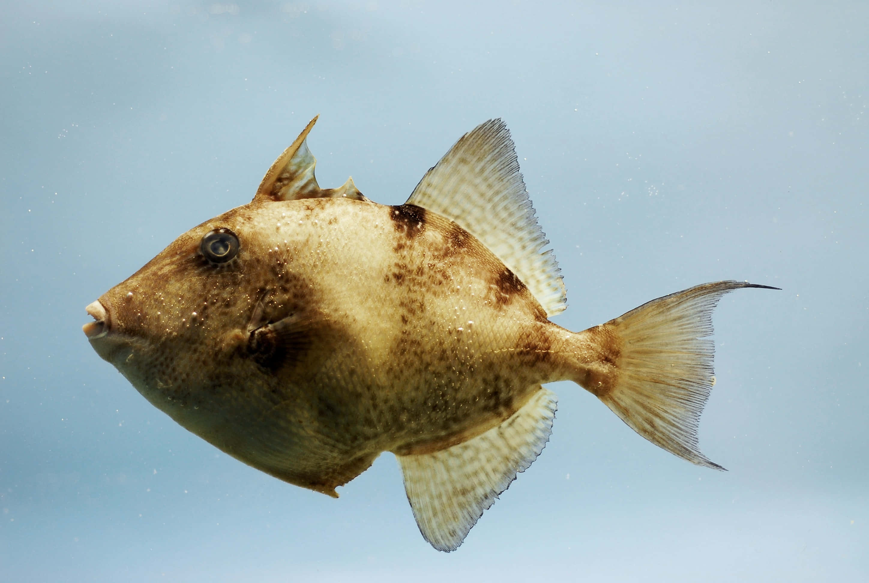 Triggerfish, brown spotted boxfish, clear blue water, 2K Desktop Wallpaper
