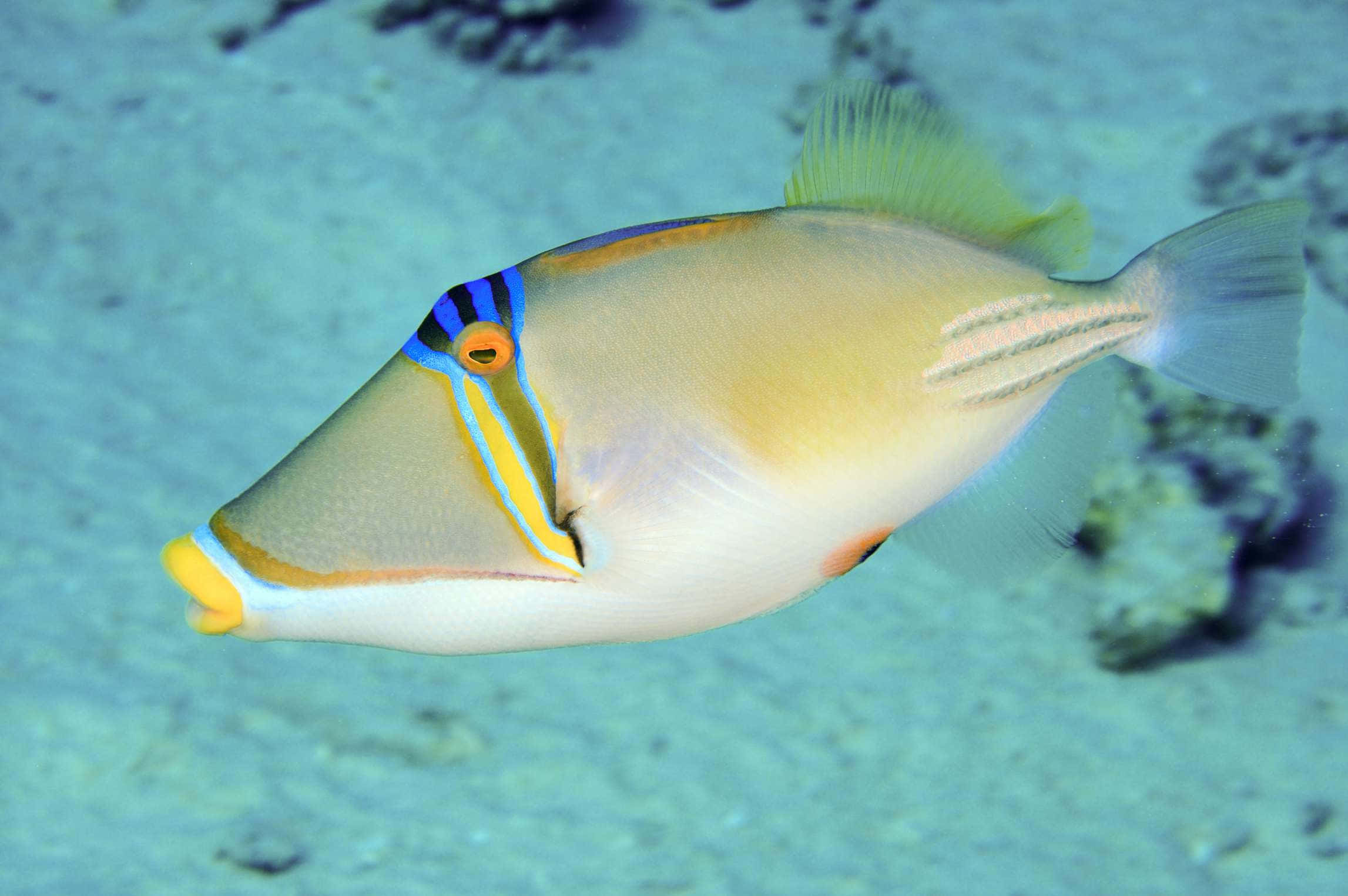 triggerfish, yellow and blue striped, tropical waters, Full HD Desktop Wallpaper
