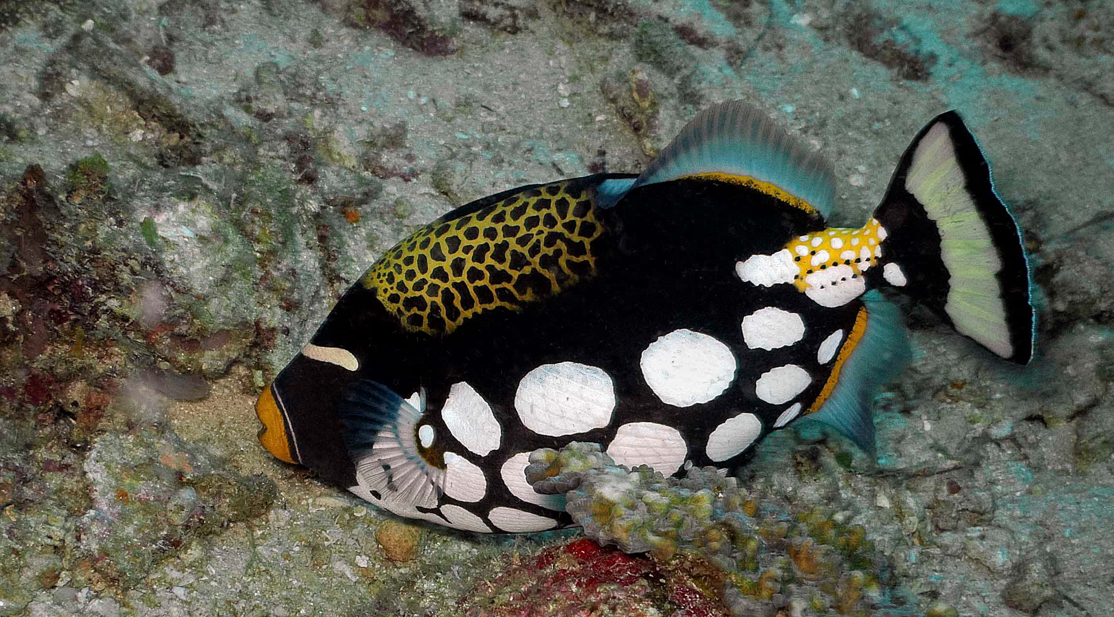 triggerfish, coral reef, black and white spotted, Full HD Desktop Wallpaper