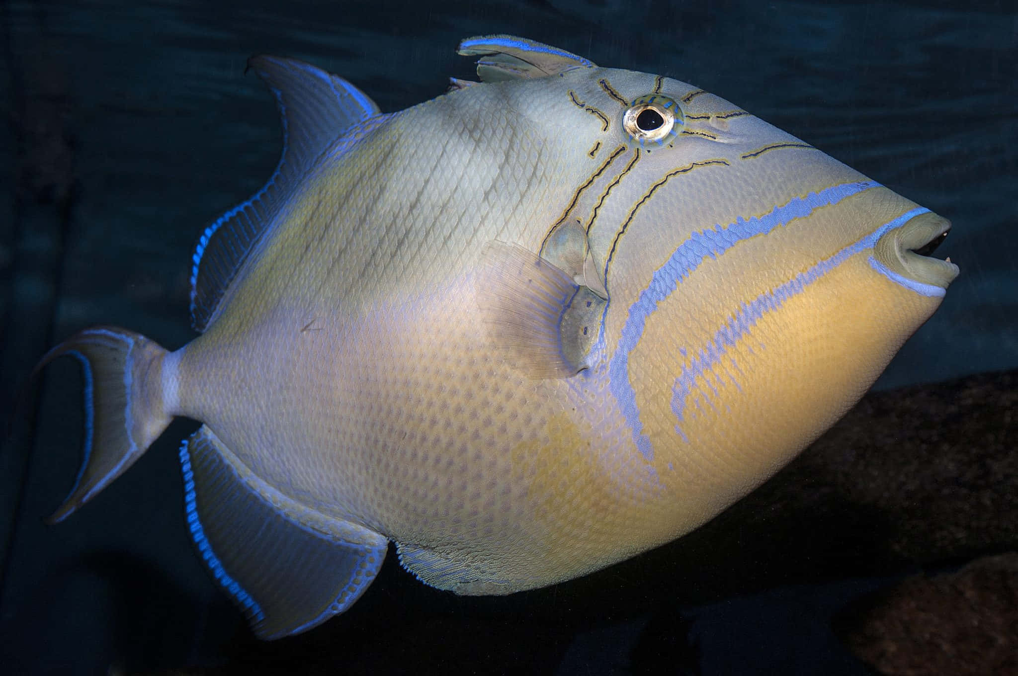 triggerfish, blue stripes, textured scales, Full HD Desktop Wallpaper
