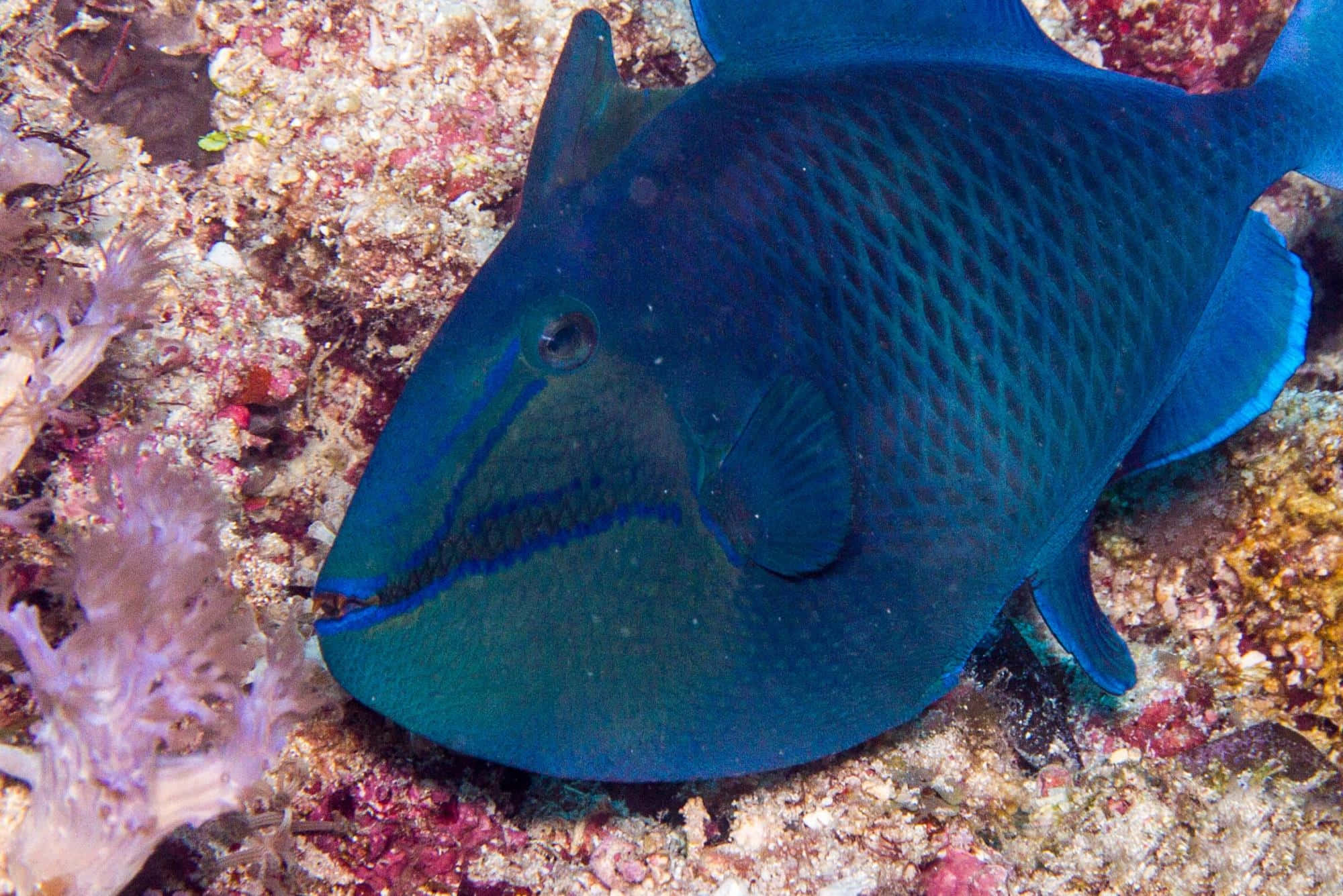 triggerfish, vibrant blue, textured scales, Full HD Desktop Wallpaper