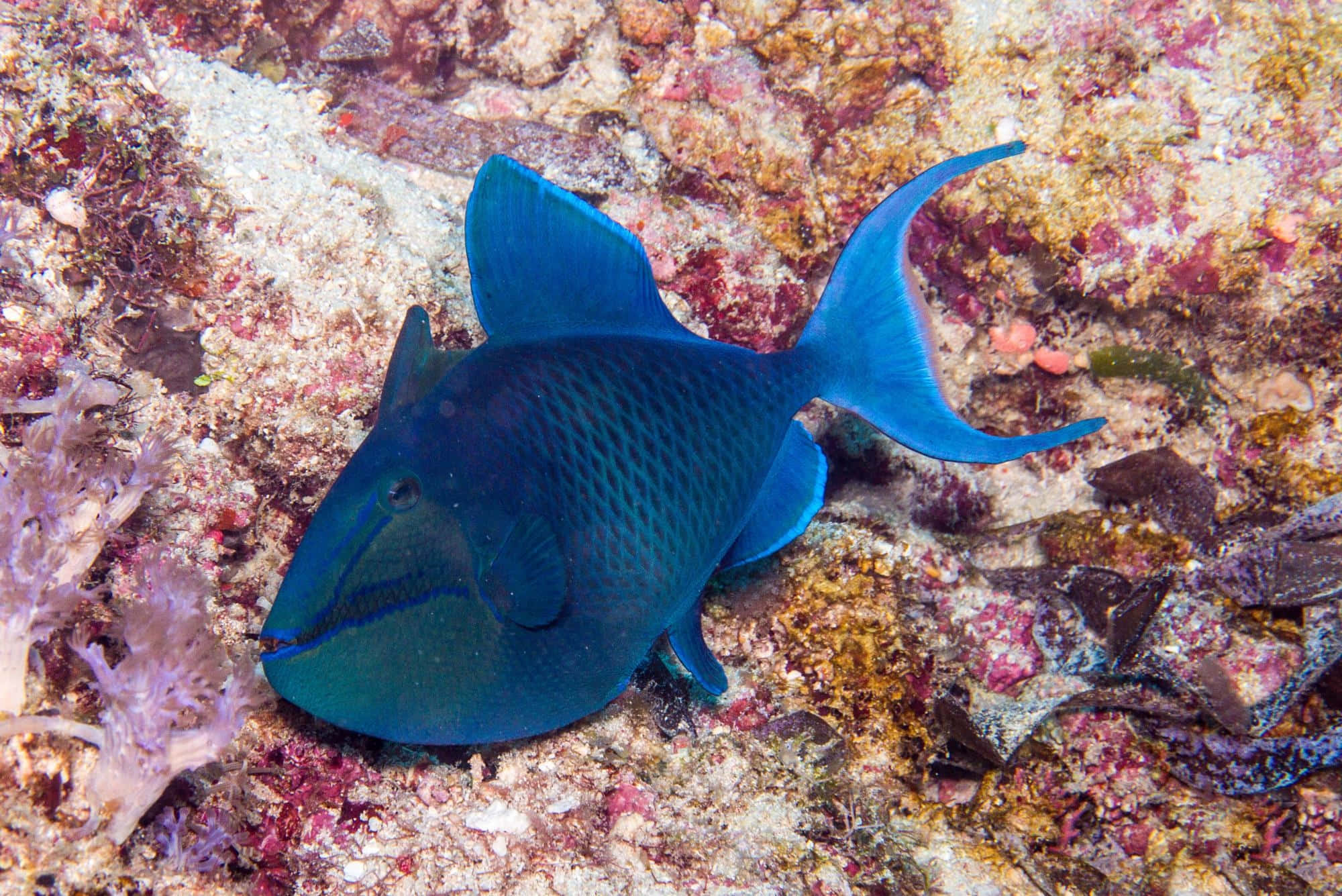 blue triggerfish, coral reef, marine life, Full HD Desktop Wallpaper