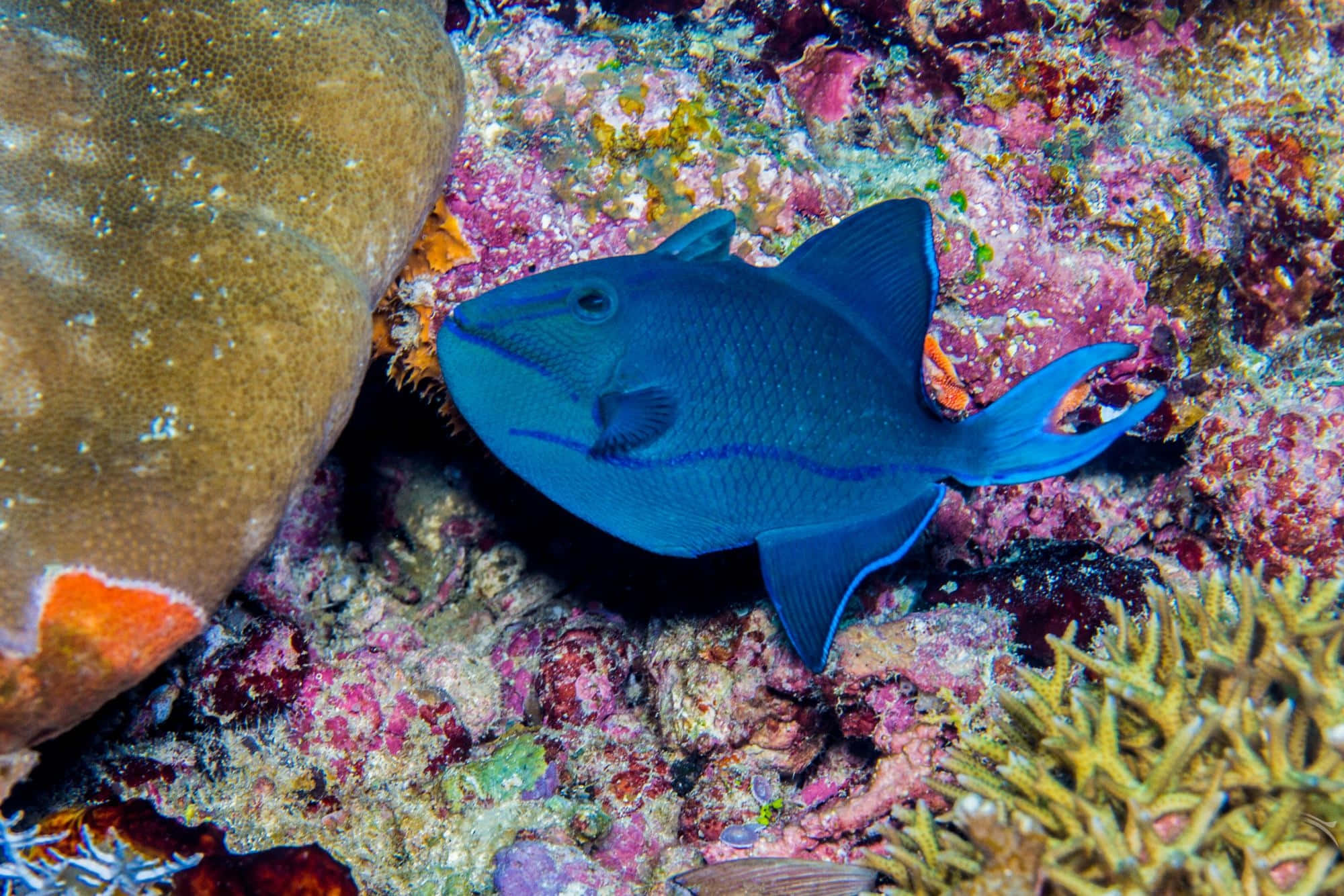 vibrant blue triggerfish, coral reef, colorful coral, Full HD Desktop Wallpaper