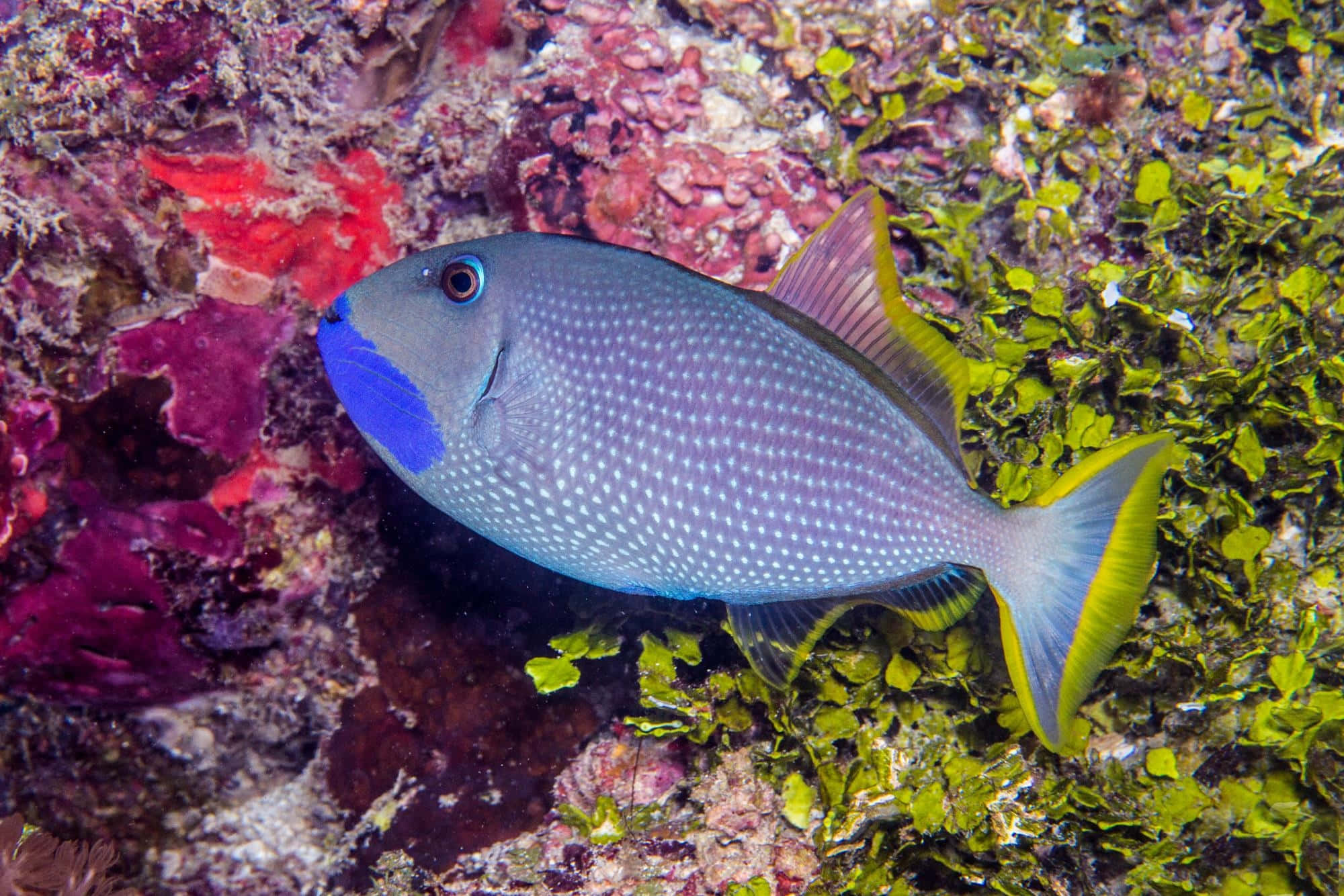 triggerfish, colorful coral reefs, vibrant blue-faced fish, Full HD Desktop Wallpaper