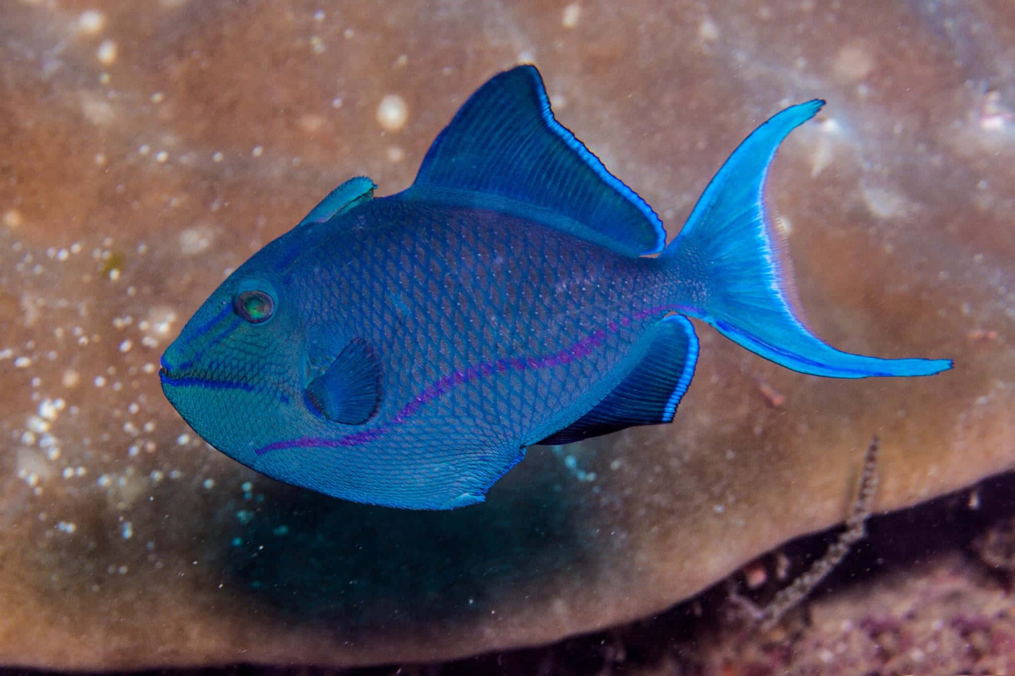vibrant blue triggerfish, purple stripes, textured coral reef, Full HD Desktop Wallpaper