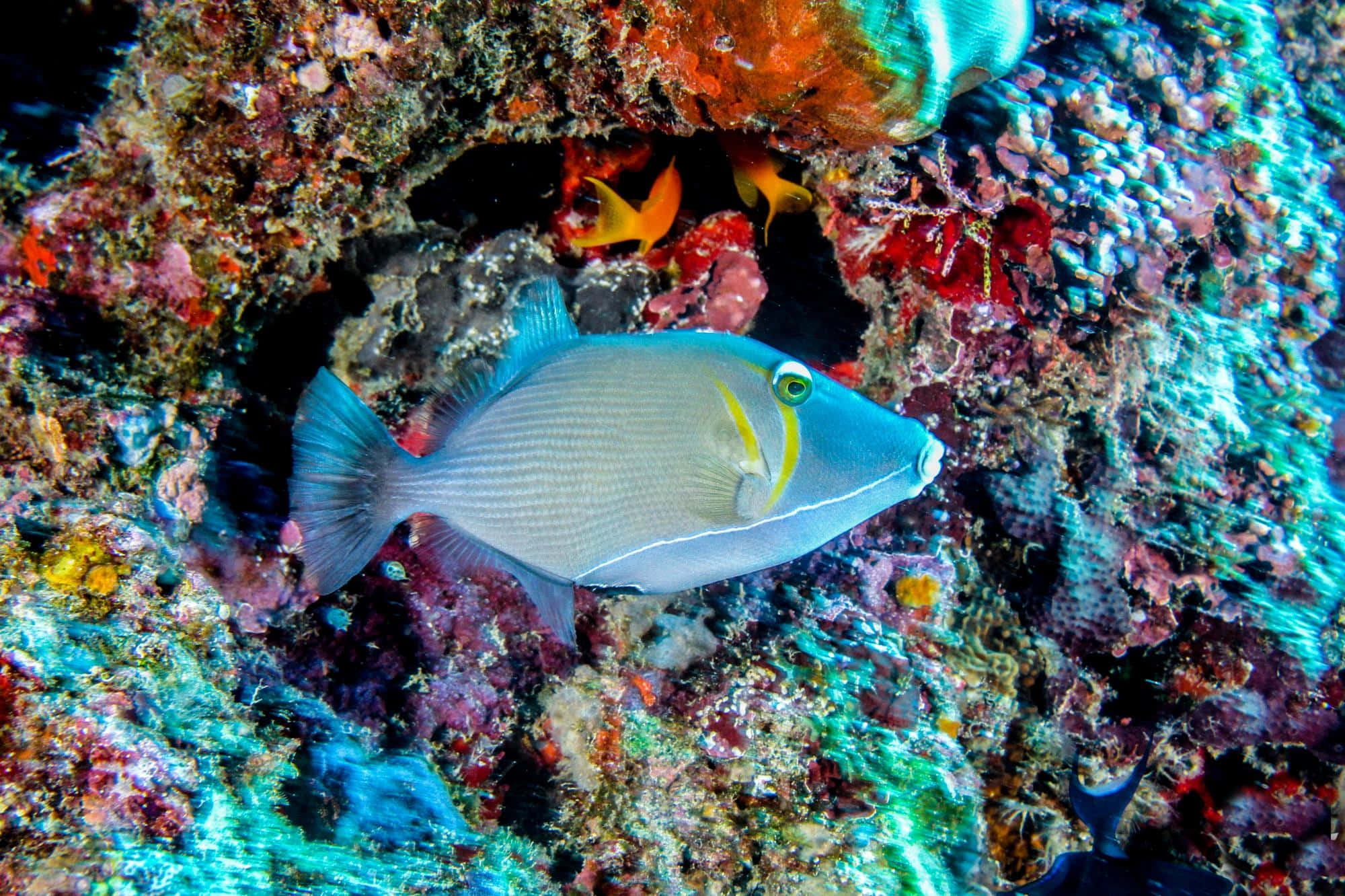 colorful triggerfish, coral reef, vibrant blue triggerfish, Full HD Desktop Wallpaper