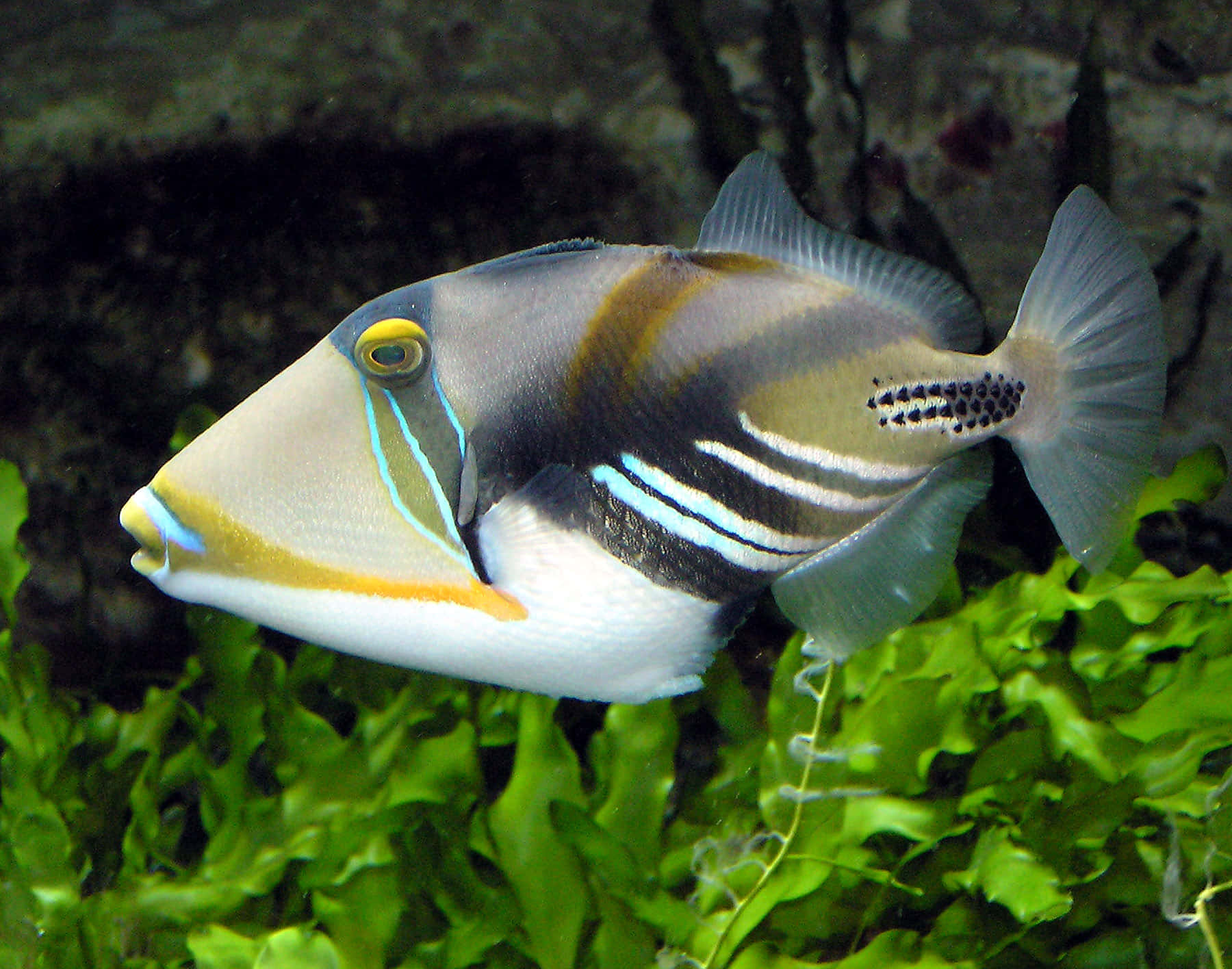triggerfish, colorful, bold stripes, HD Desktop Wallpaper