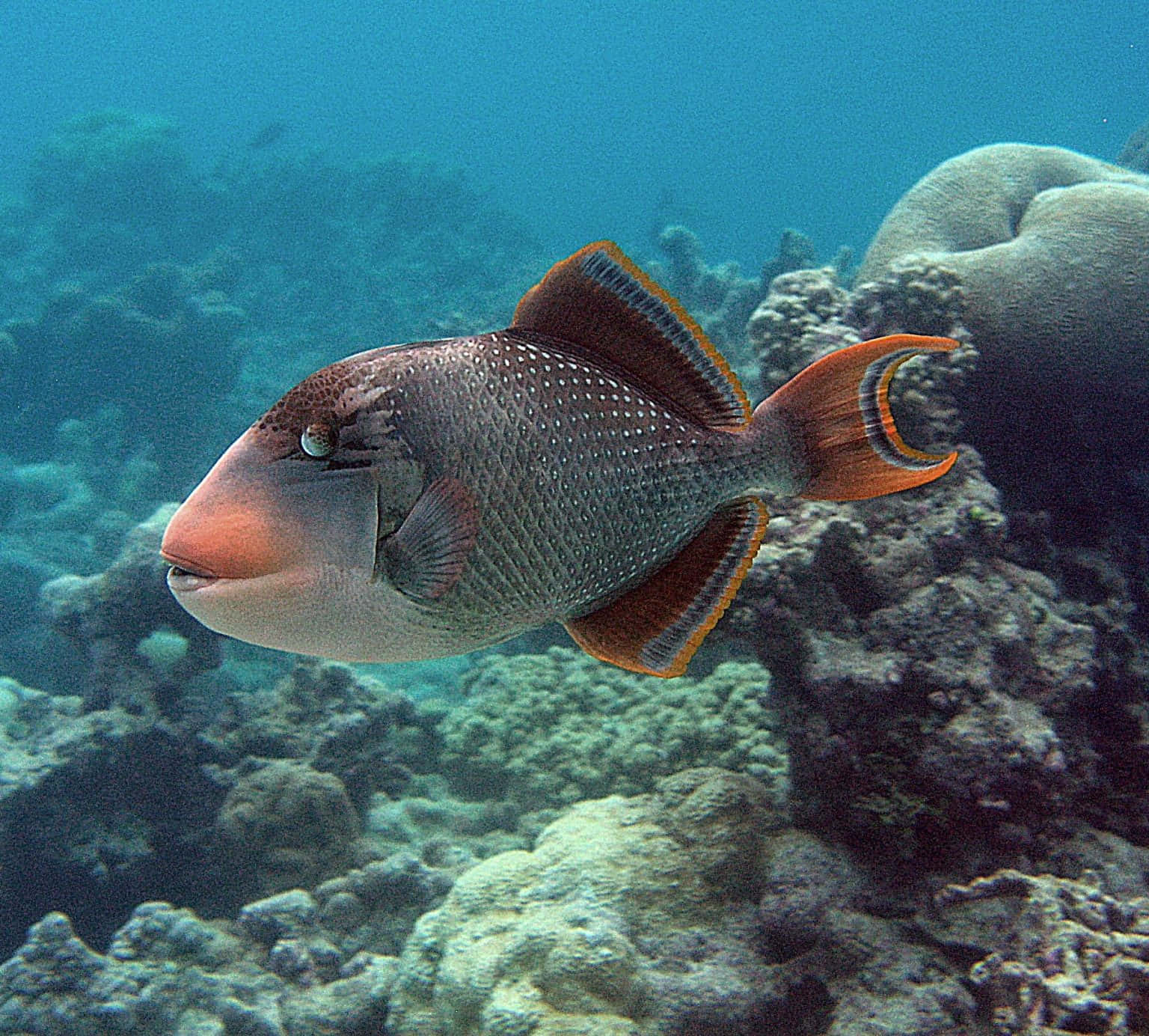 triggerfish, coral reef, orange and gray, HD Desktop Wallpaper