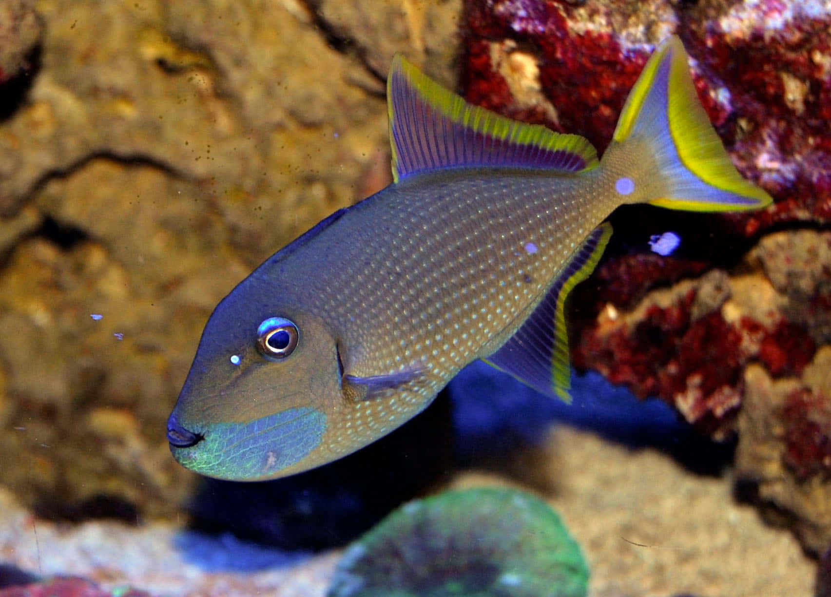 triggerfish, vibrant blue and yellow, colorful coral, HD Desktop Wallpaper