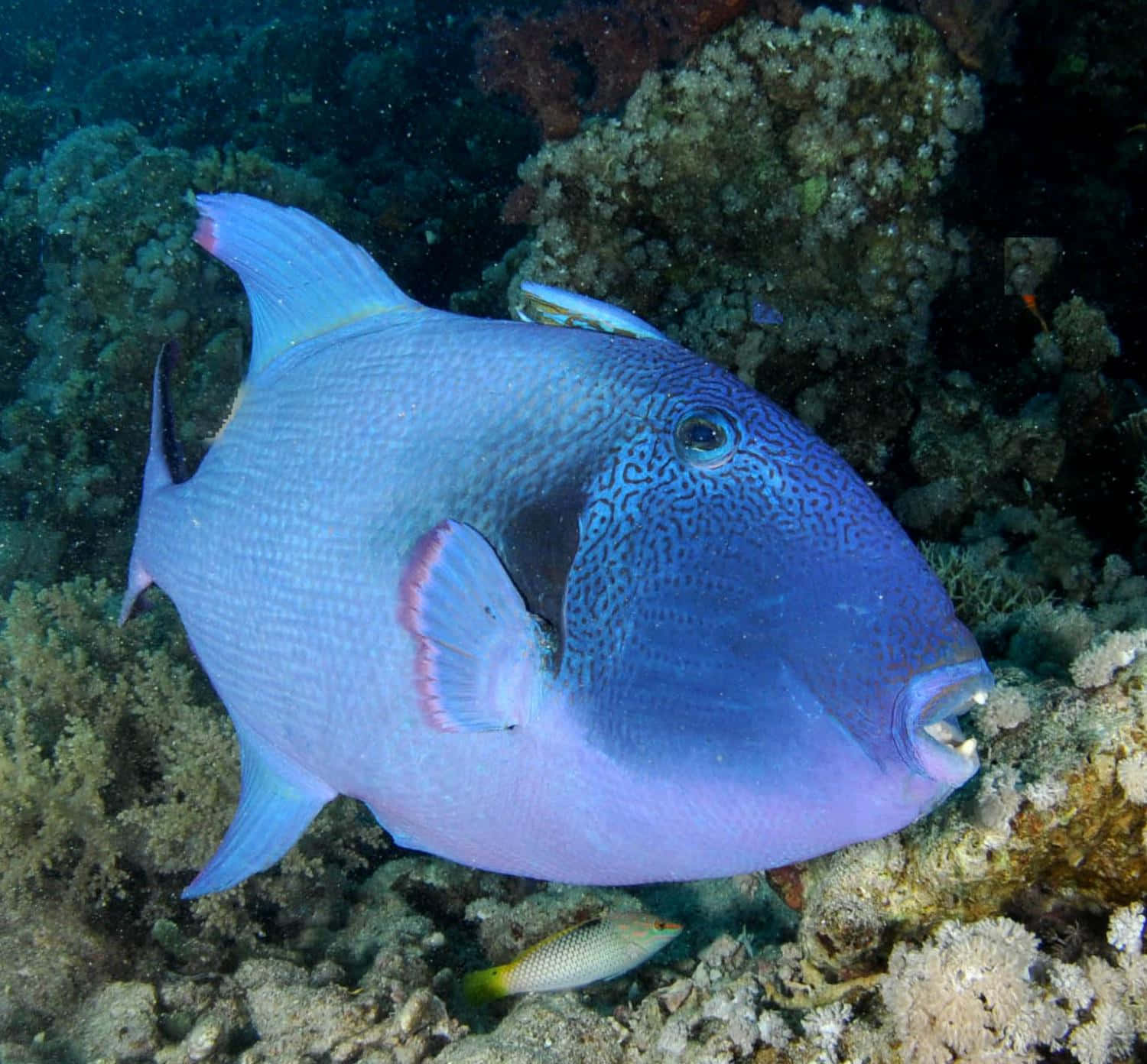 triggerfish, vibrant blue, pink-tipped fins, HD Desktop Wallpaper