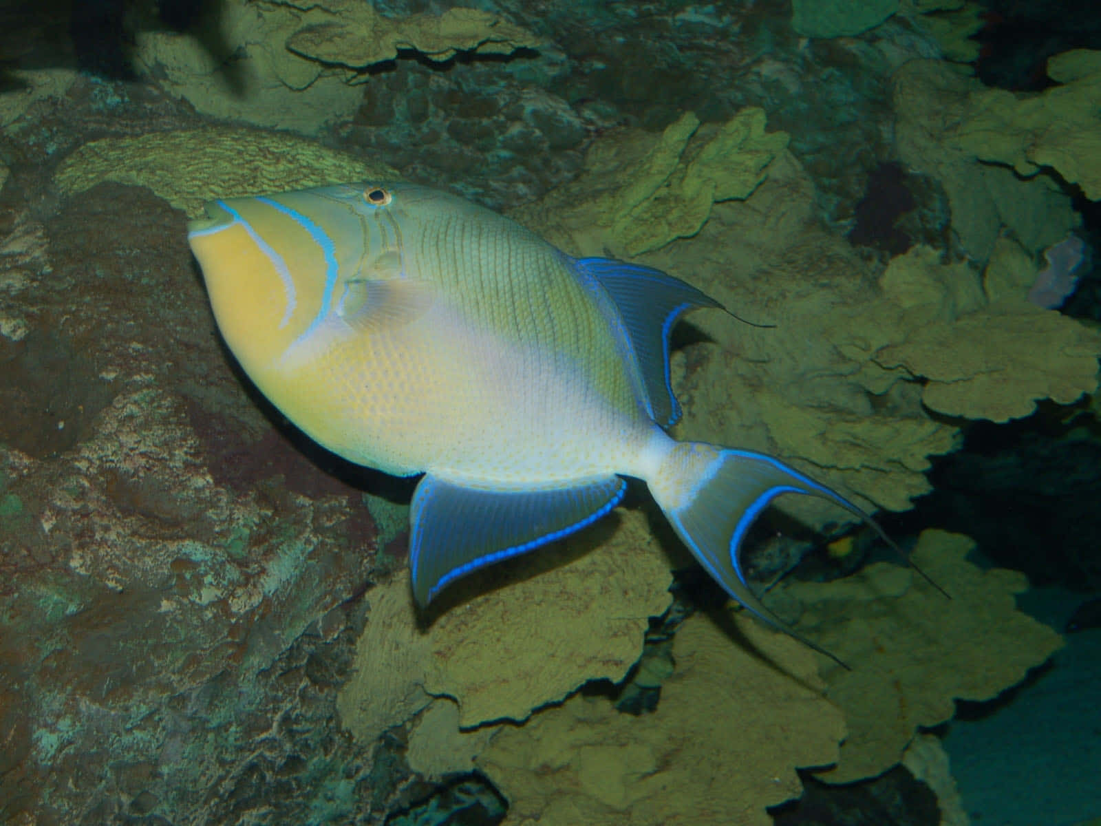 vibrant triggerfish, yellow and blue triggerfish, textured coral reef, HD Desktop Wallpaper