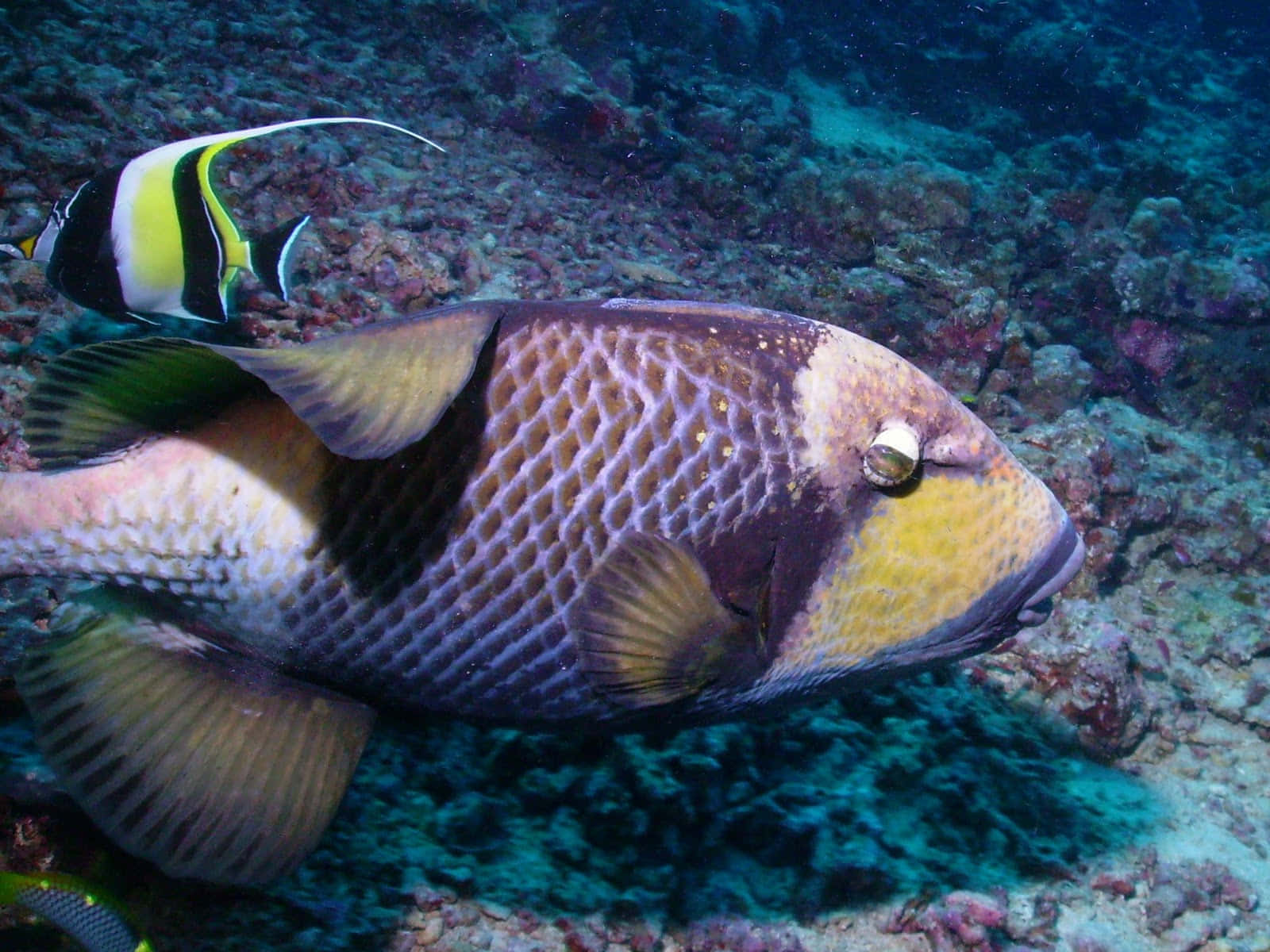 triggerfish, coral reef, striped angelfish, HD Desktop Wallpaper