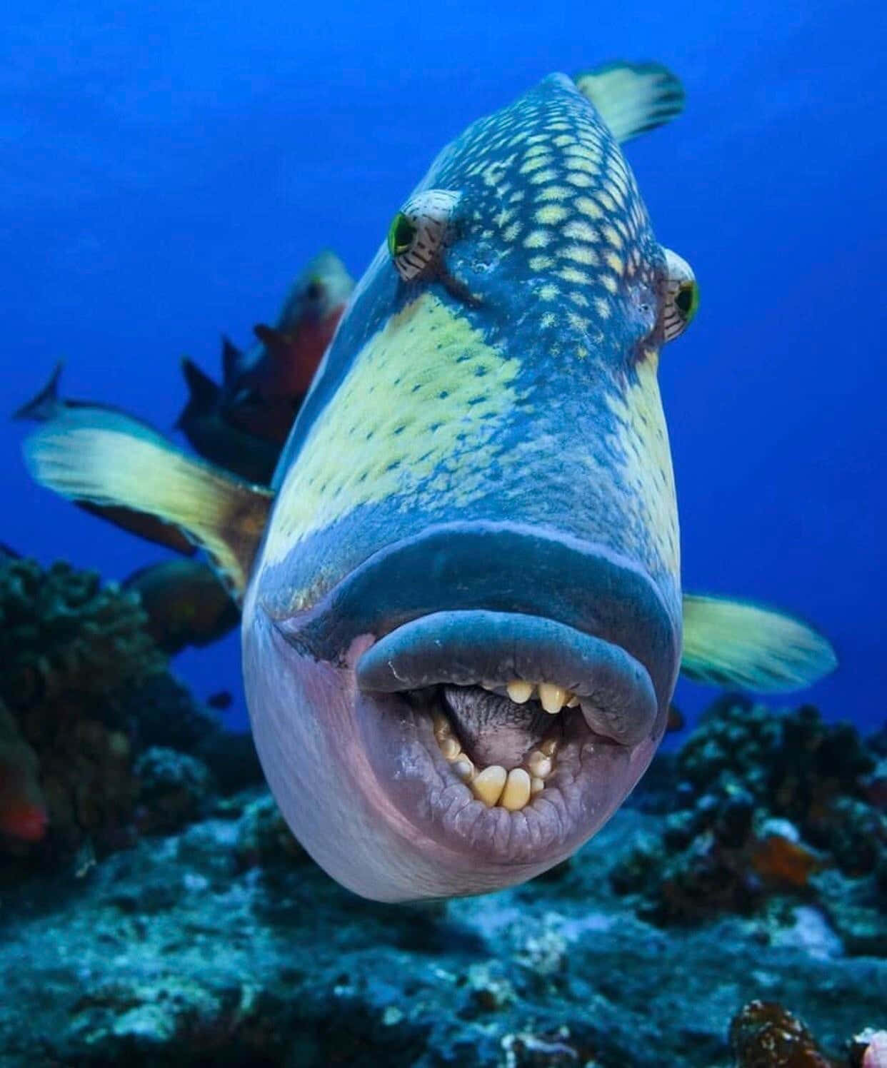 Triggerfish, underwater, coral, HD Phone Wallpaper