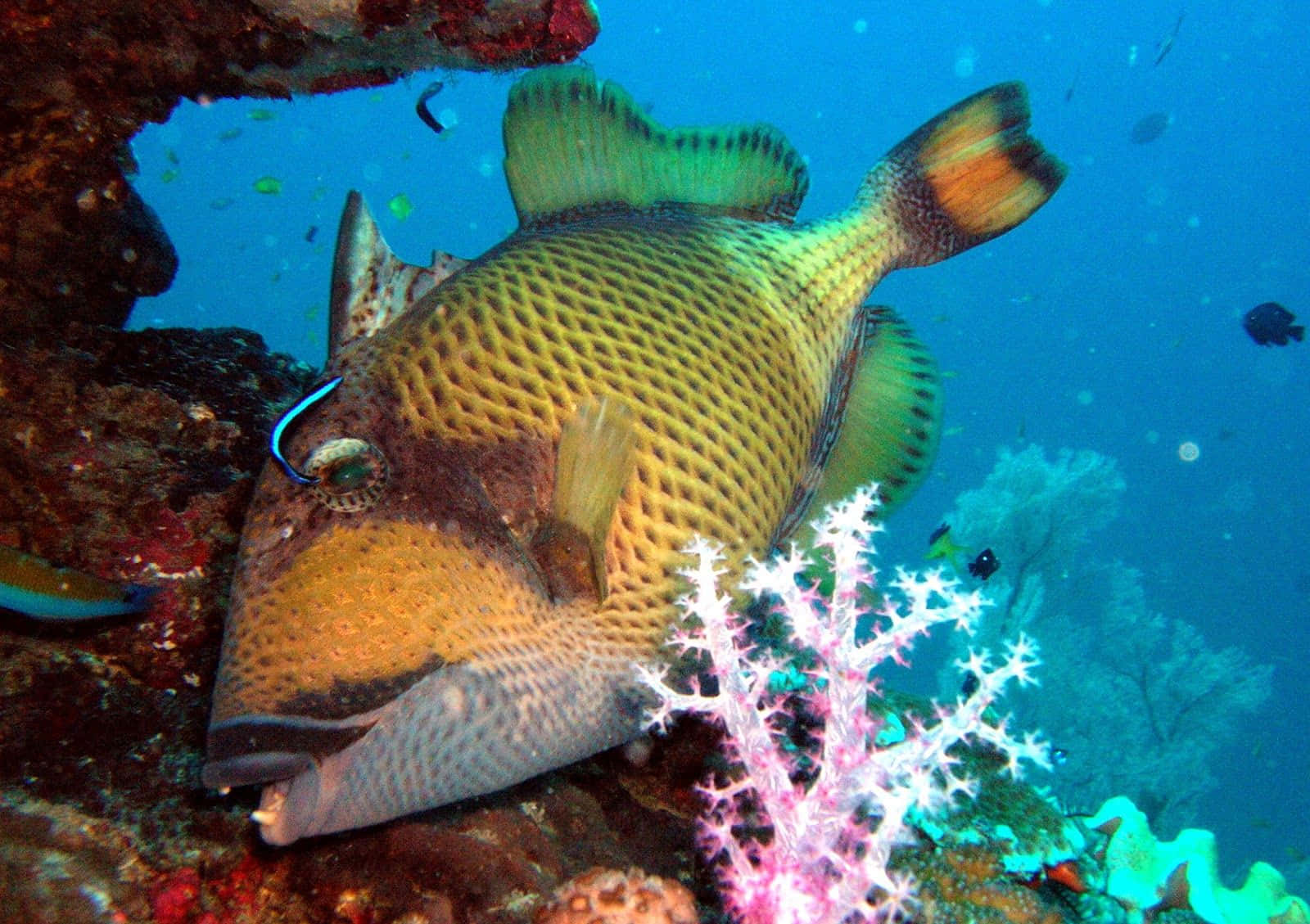 triggerfish, vibrant coral reef, yellow and green, HD Desktop Wallpaper