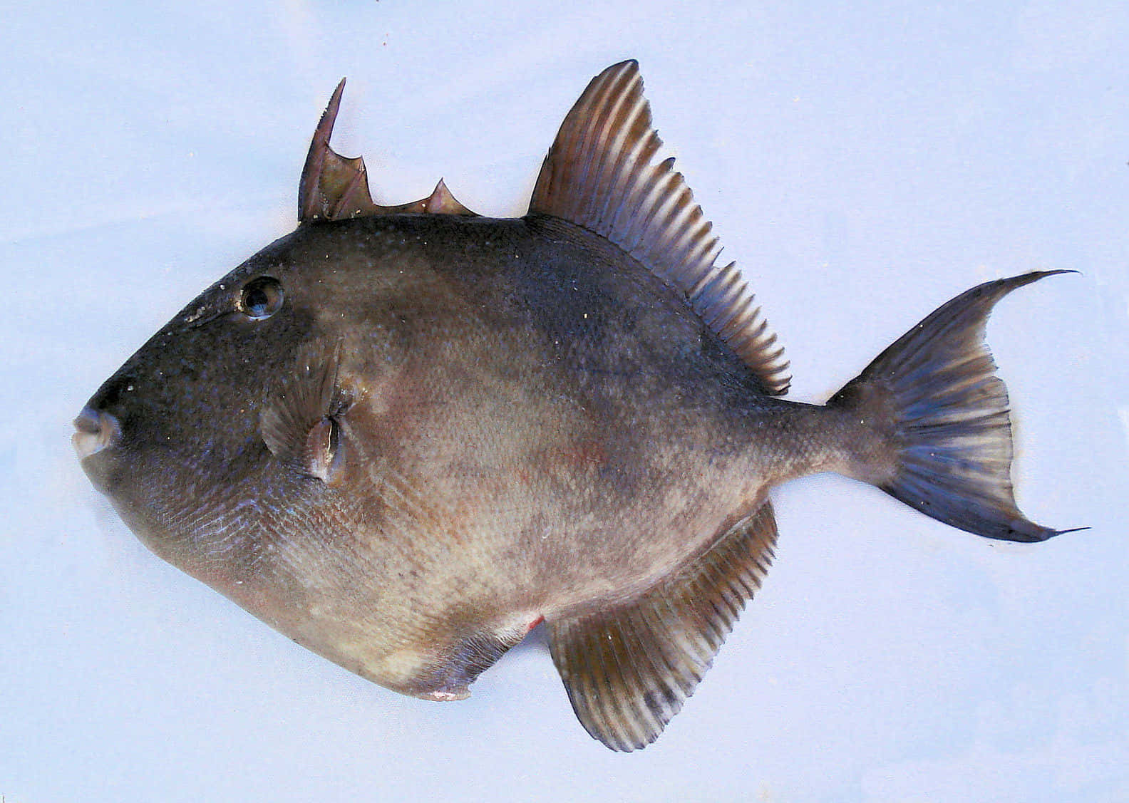 Triggerfish, dark gray, spiky fins, HD Desktop Wallpaper
