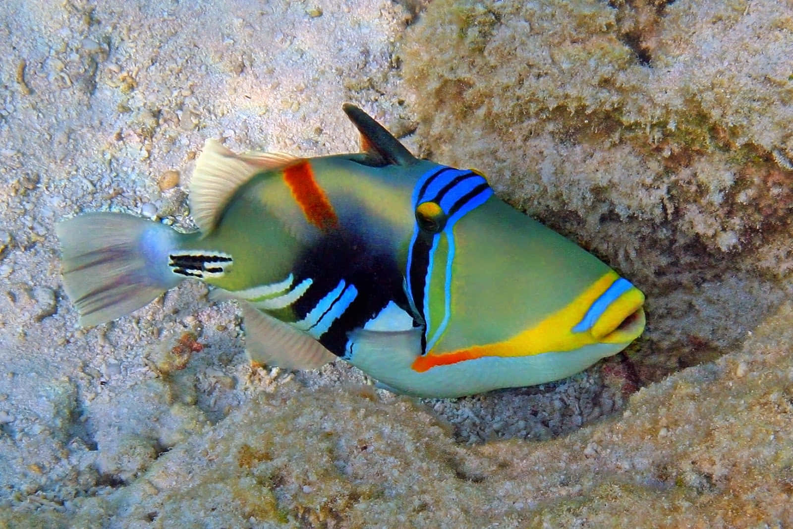 triggerfish, blue yellow and orange stripes, sandy ocean floor, HD Desktop Wallpaper