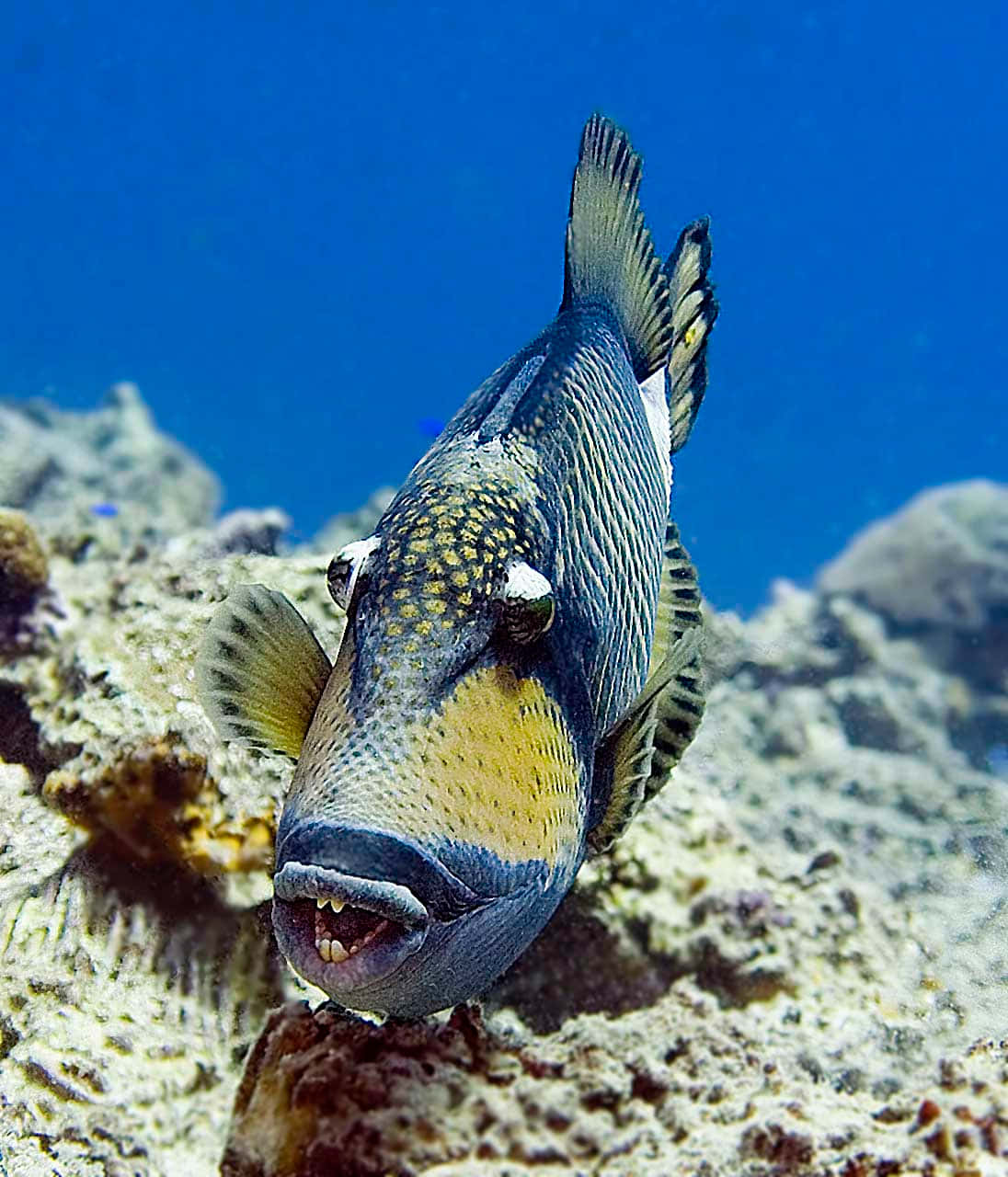 triggerfish, coral reef, clear blue water, HD Phone Wallpaper