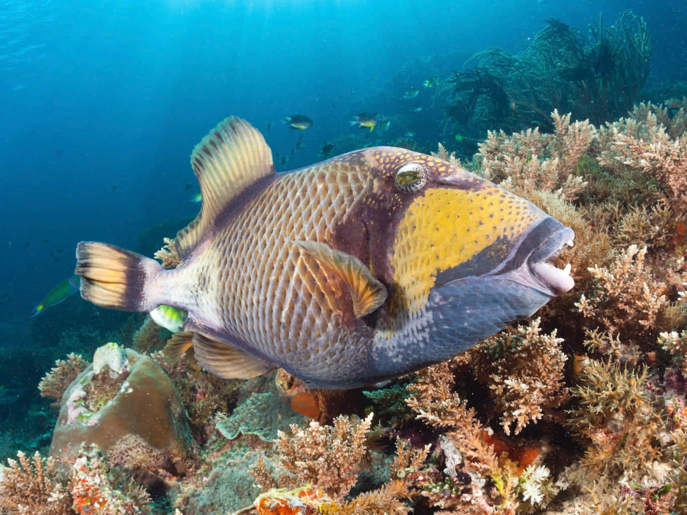 triggerfish, coral reef, sunlight, HD Desktop Wallpaper
