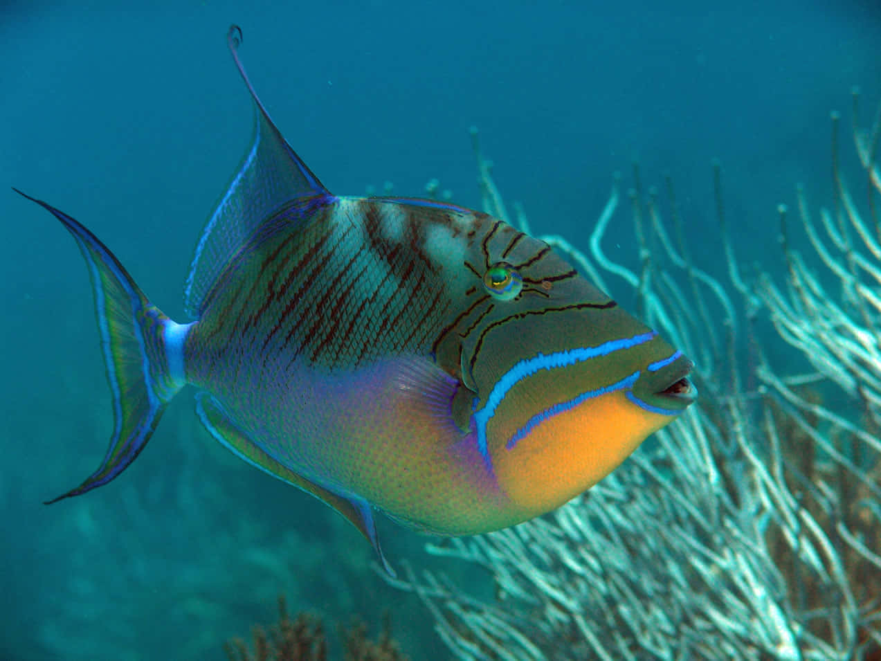 vibrant triggerfish, delicate sea fans, clear turquoise ocean water, SD Desktop Wallpaper