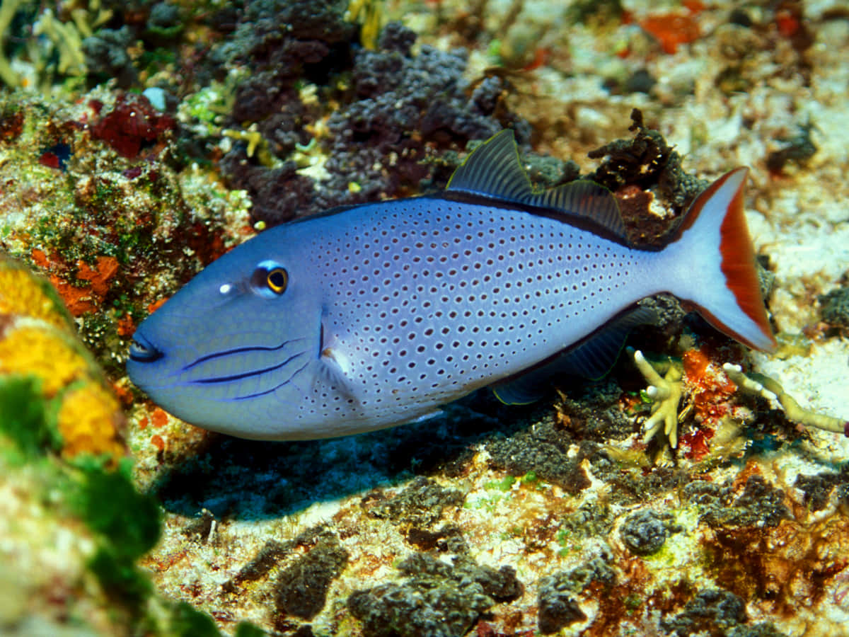 triggerfish, vibrant blue spotted fish, orange tail, SD Desktop Wallpaper